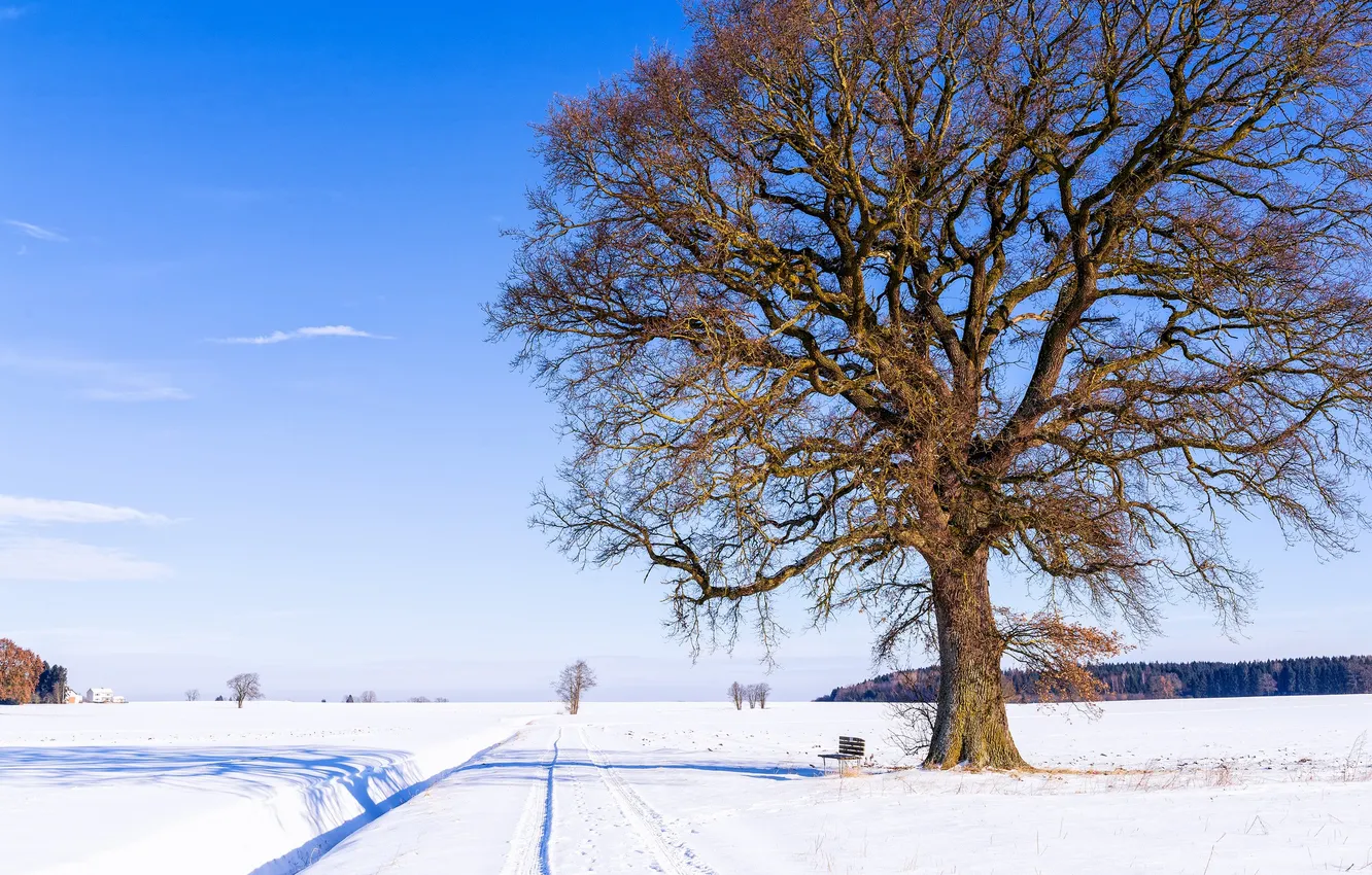 Фото обои зима, дорога, небо, снег, природа, дерево, скамья