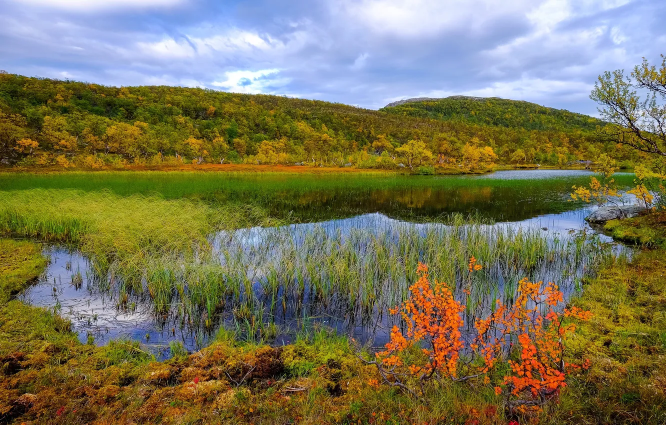 Фото обои осень, трава, река, камыши, Норвегия, Aunfjellet