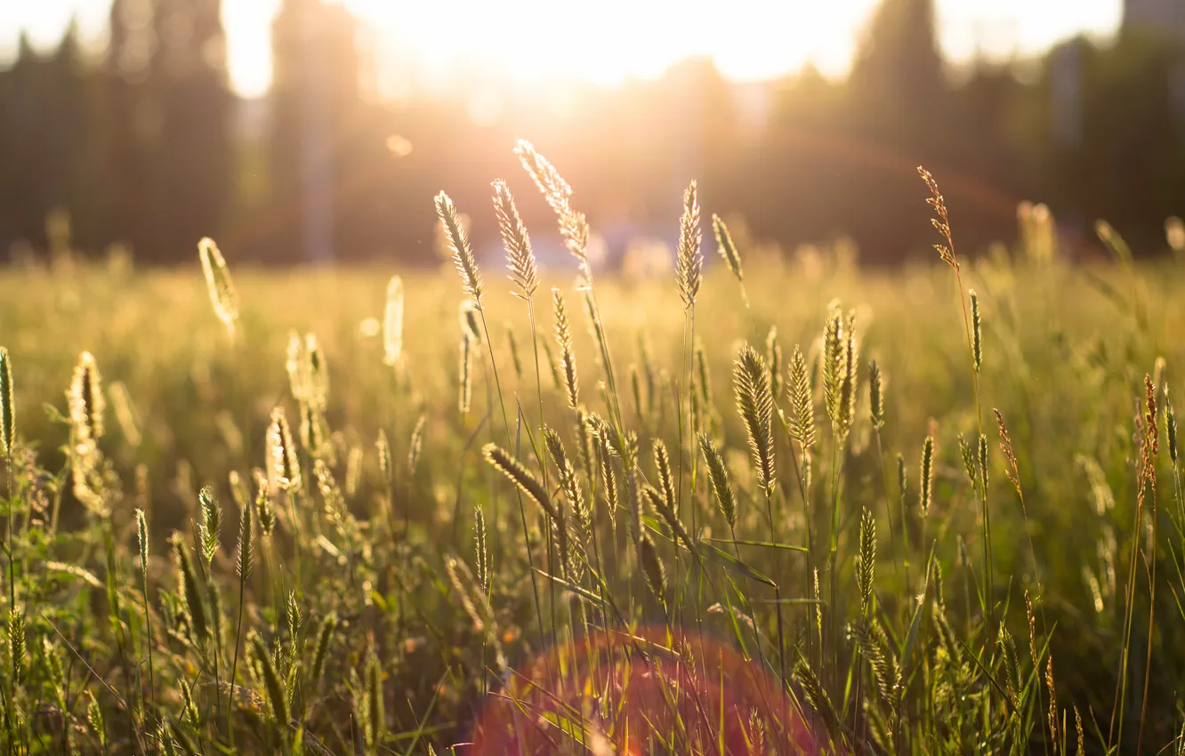 Фото обои поле, трава, солнце