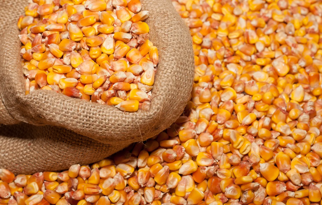 Фото обои beans, bag, corn