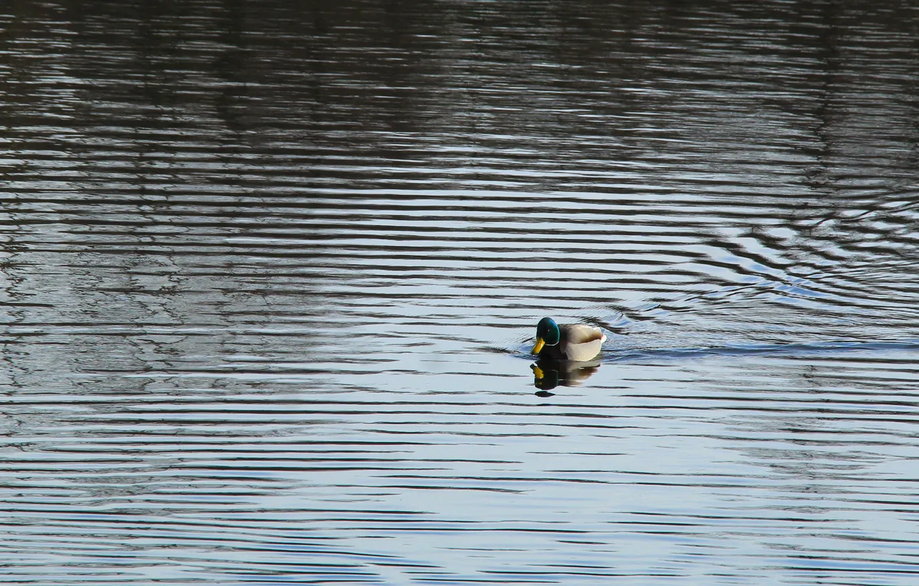 Фото обои bird, water, duck, swim