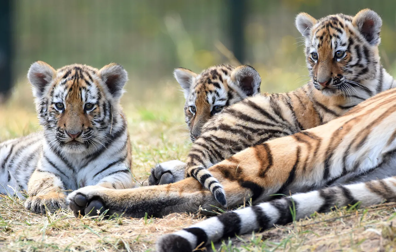 Фото обои три, малыши, дикие кошки, тигры, трио, тигрята, тигренок, лежат