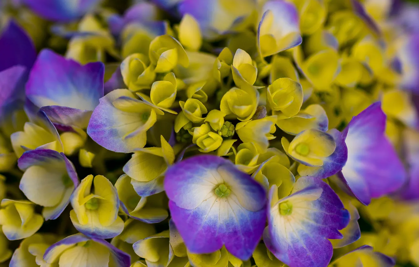 Фото обои макро, цветки, Гортензия