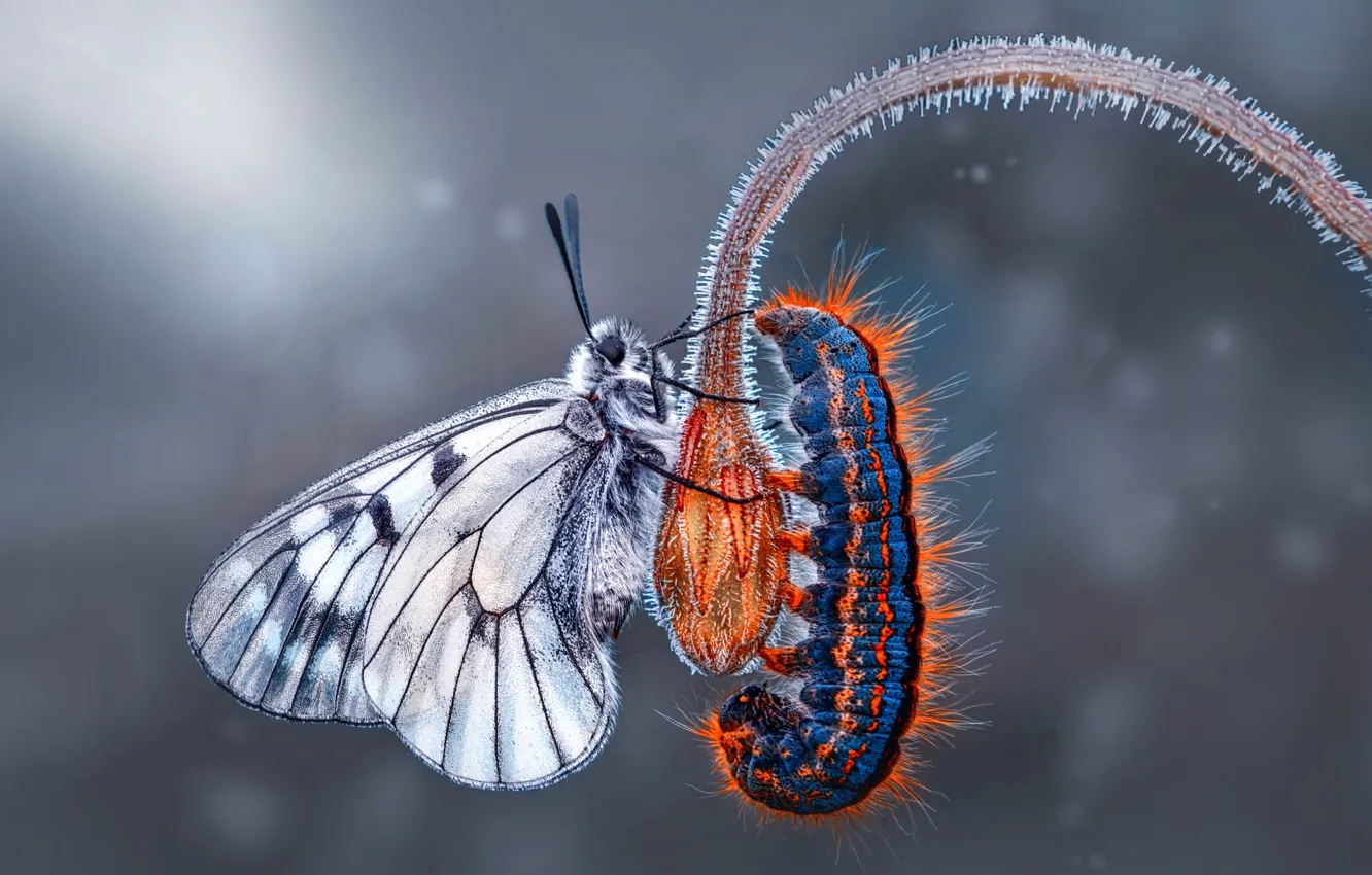 Фото обои макро, насекомые, гусеница, бабочка, стебель, серый фон