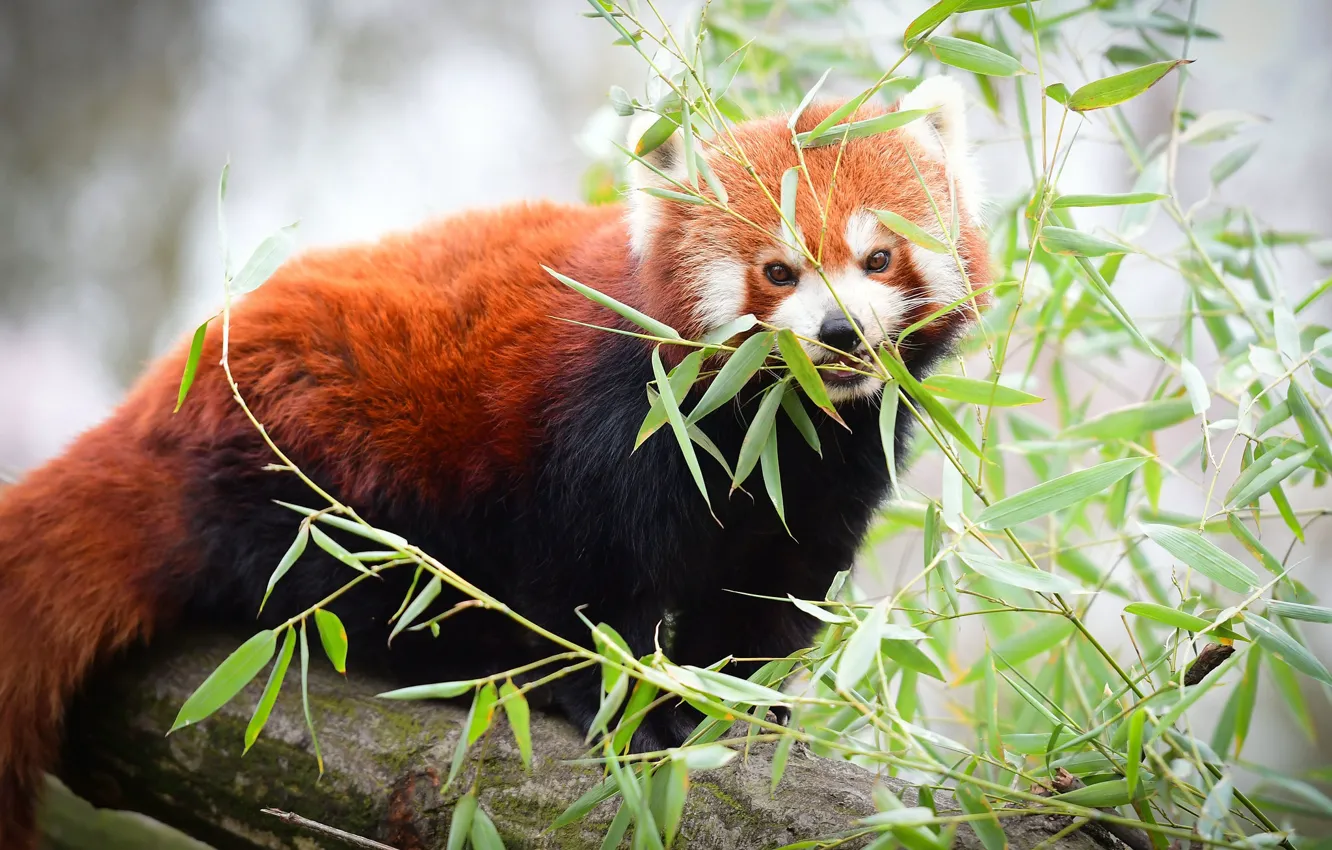 Фото обои листья, ветки, дерево, красная панда, малая панда