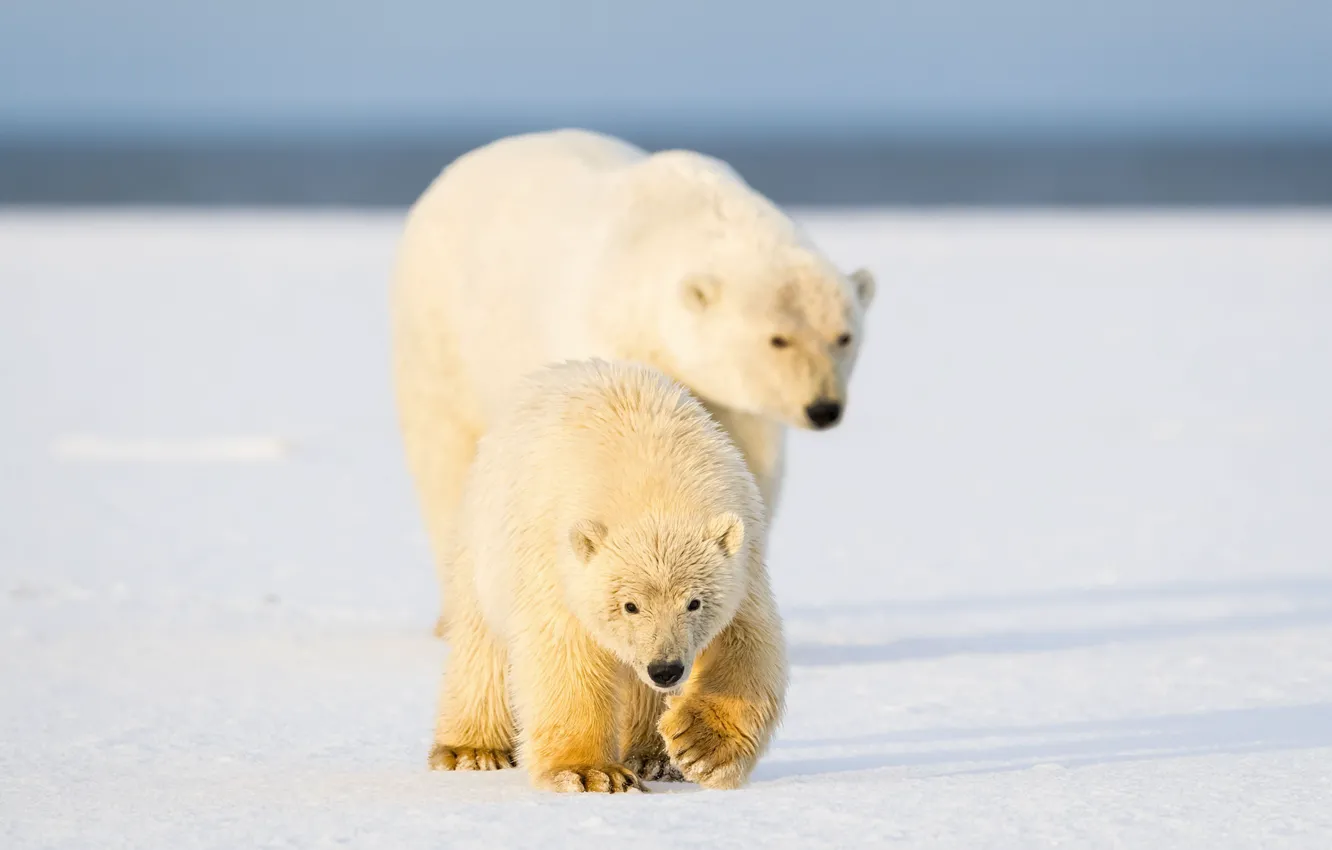 Фото обои снег, природа, медведи, Белые медведи, Полярные медведи