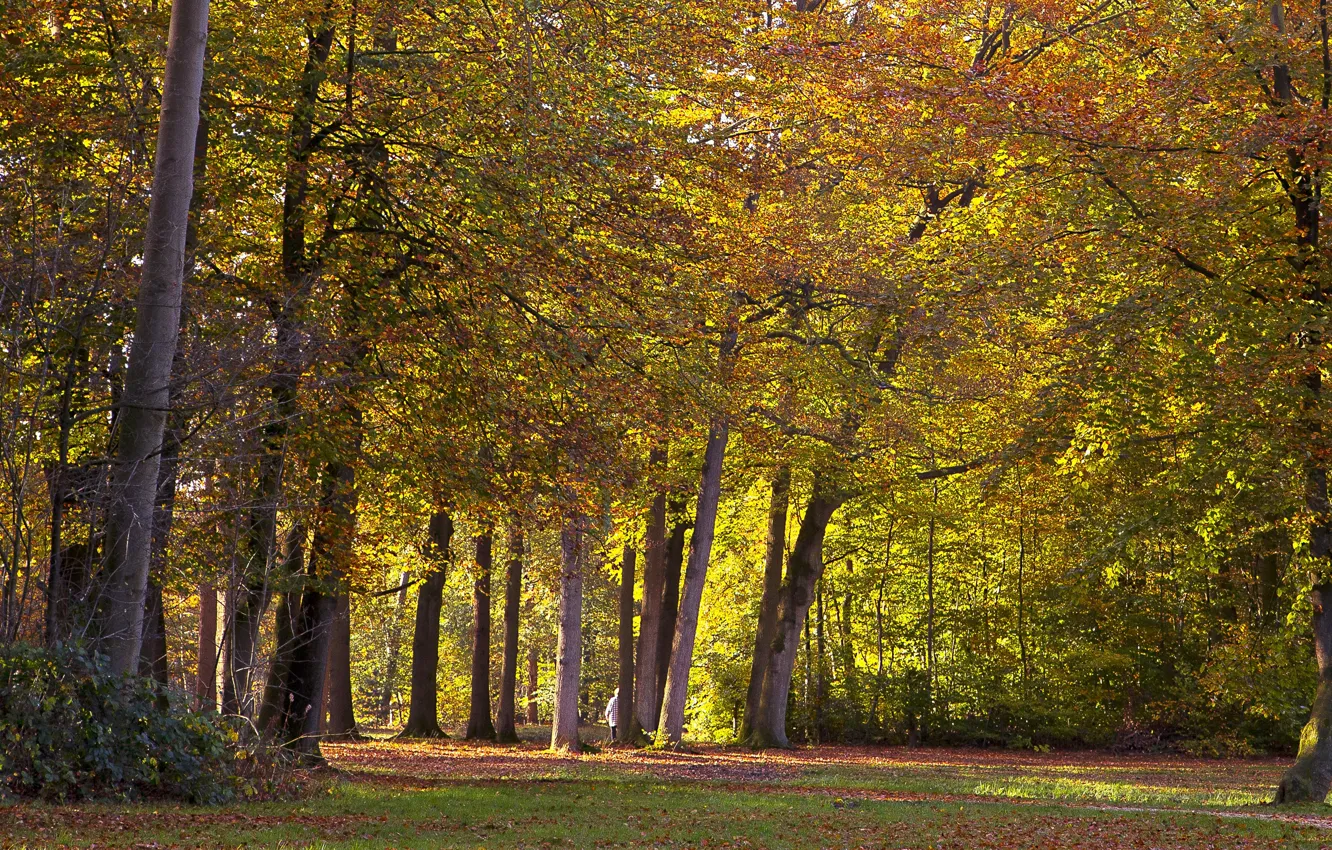 Фото обои осень, деревья, парк, Нидерланды, Autumn, Netherlands, Utrecht, Parks