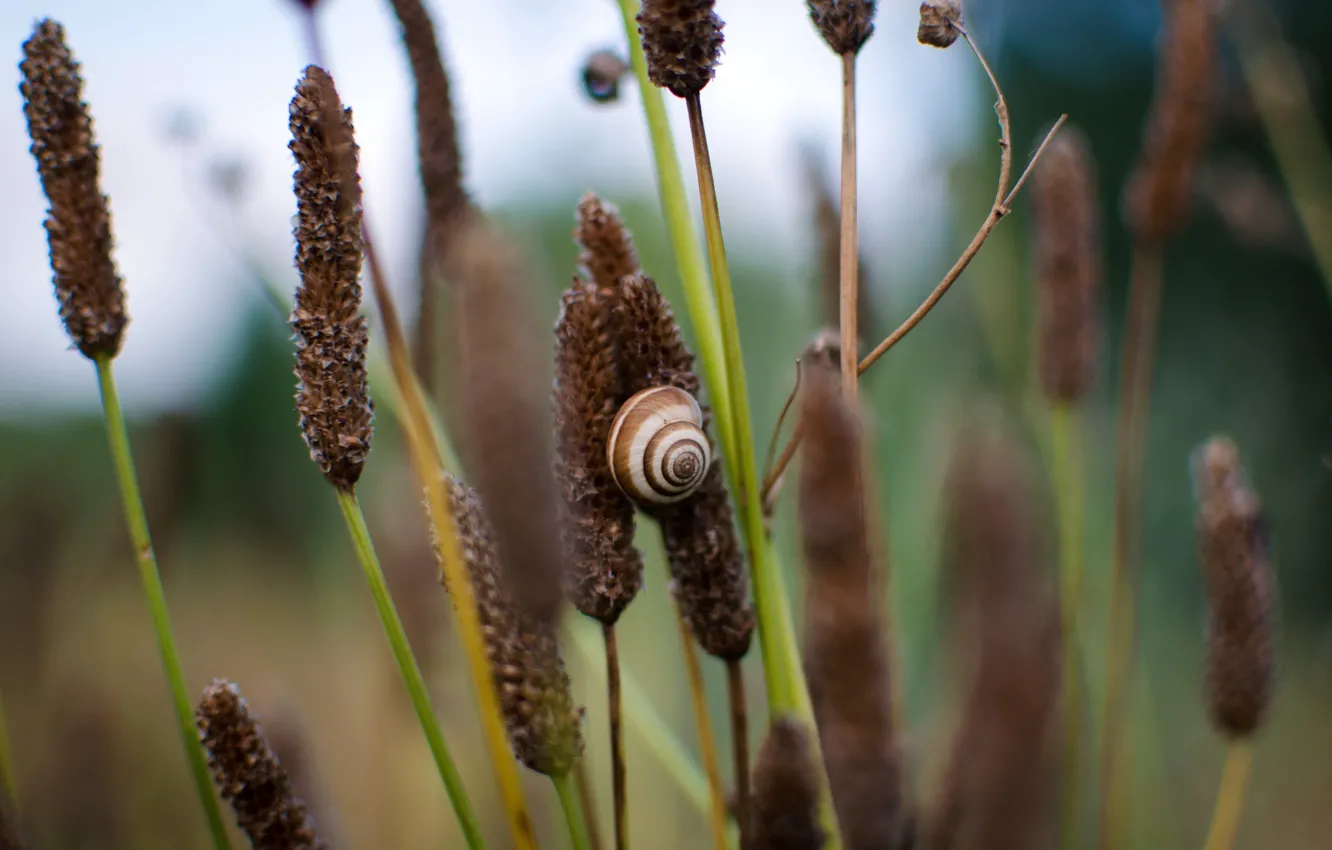 Фото обои shell, snail, stalks