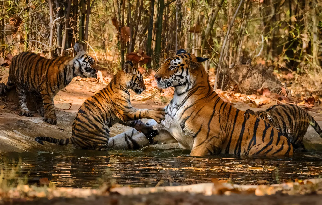 Фото обои вода, деревья, купание, малыши, тигры, мама, тигрица, тигрята