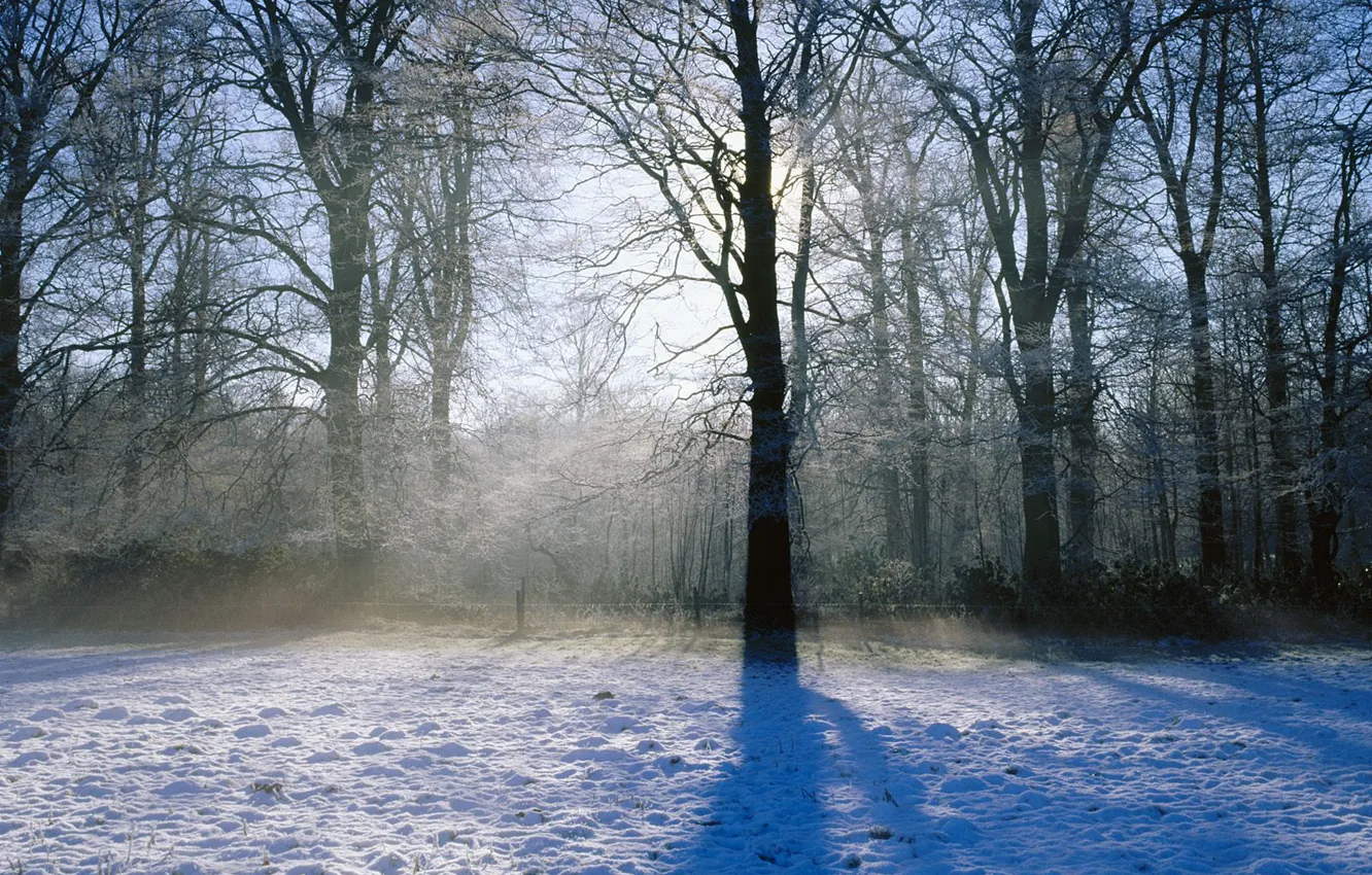 Фото обои зима, свет, снег, деревья