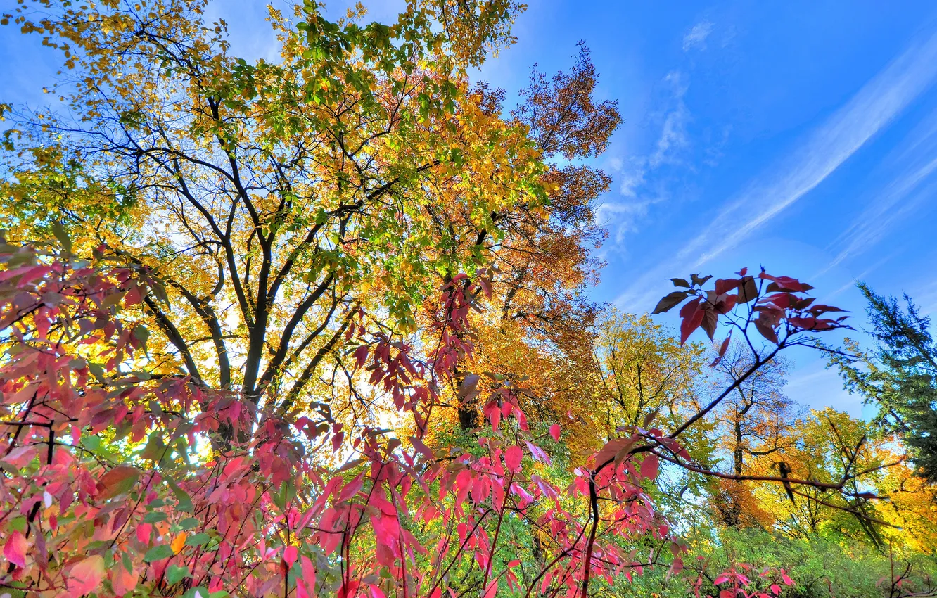 Фото обои осень, небо, листья, облака, деревья, кусты