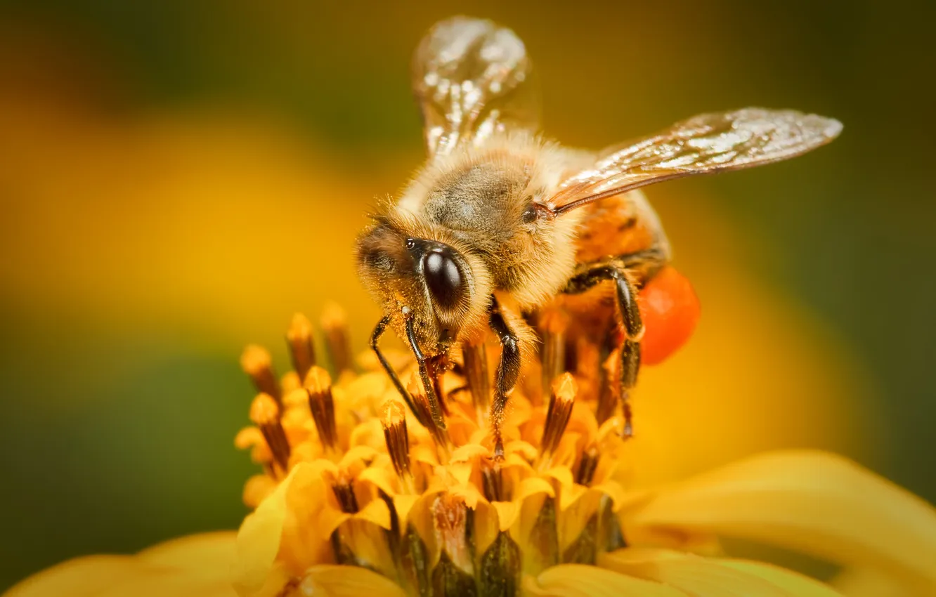 Фото обои цветок, пчела, крылья, жёлтый рай