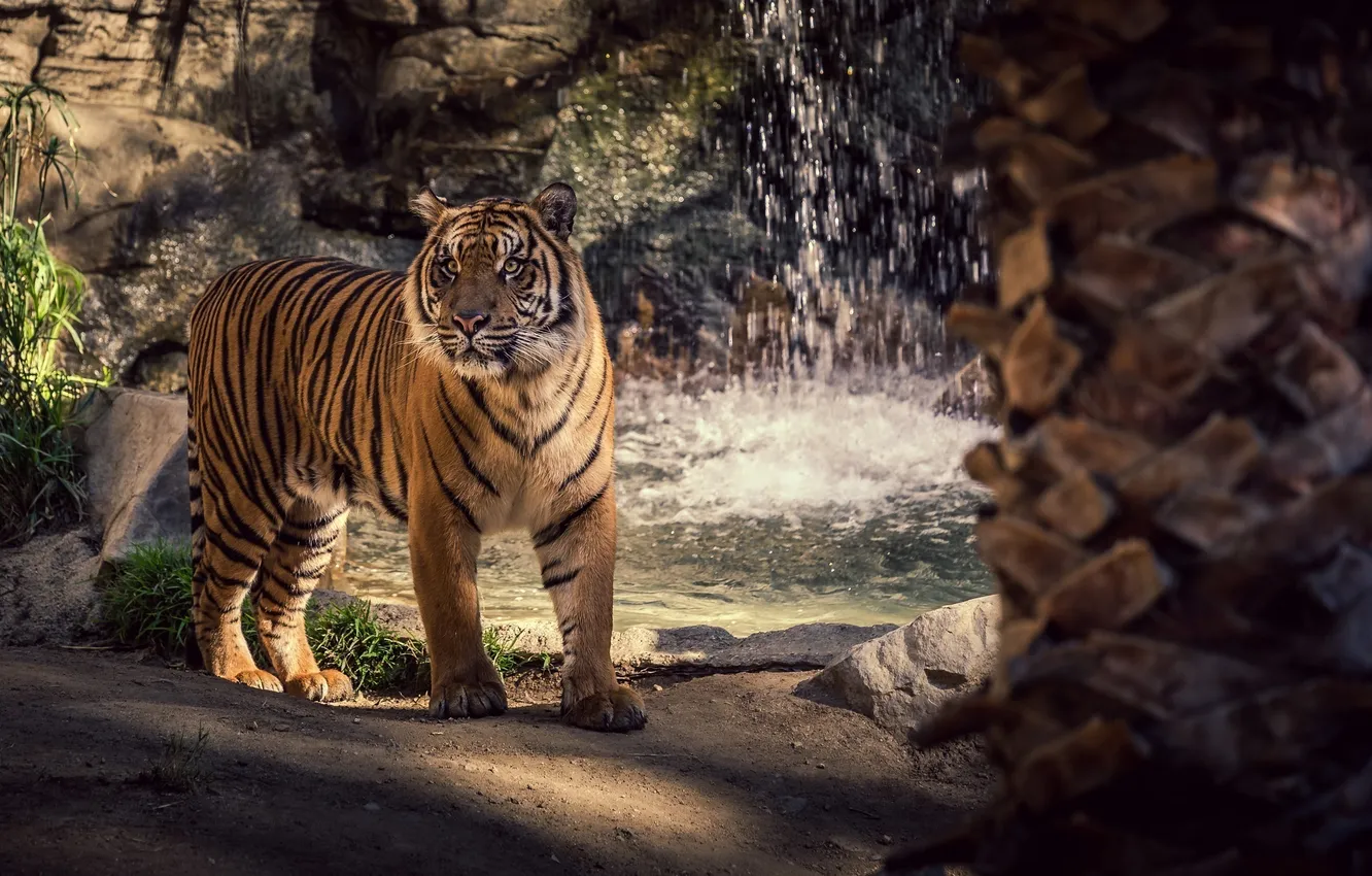 Фото обои морда, полоски, тигр, хищник, дикая кошка