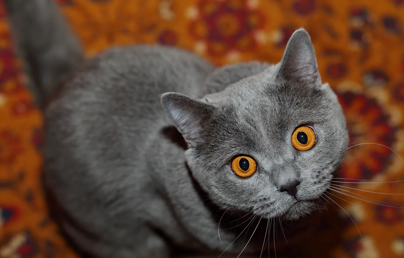 Фото обои кошка, кот, взгляд, мордочка, Британская короткошёрстная кошка