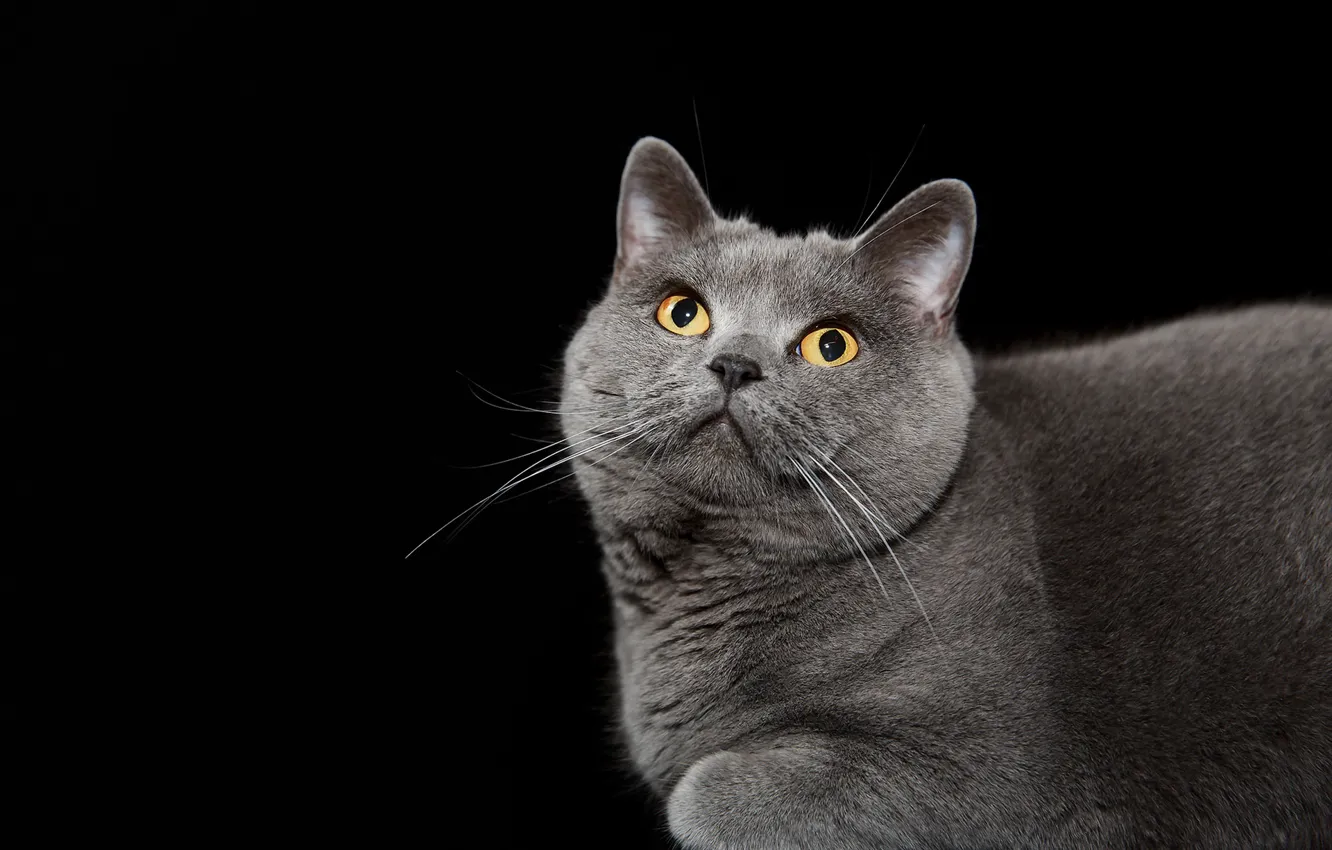 Фото обои кошка, фон, British blue shorthair