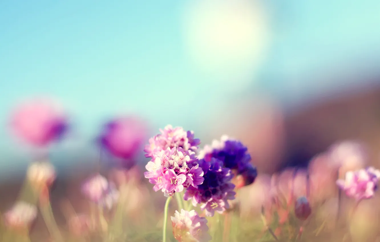 Фото обои поле, лето, цветы, фокус, розовые, солнечно, полевые