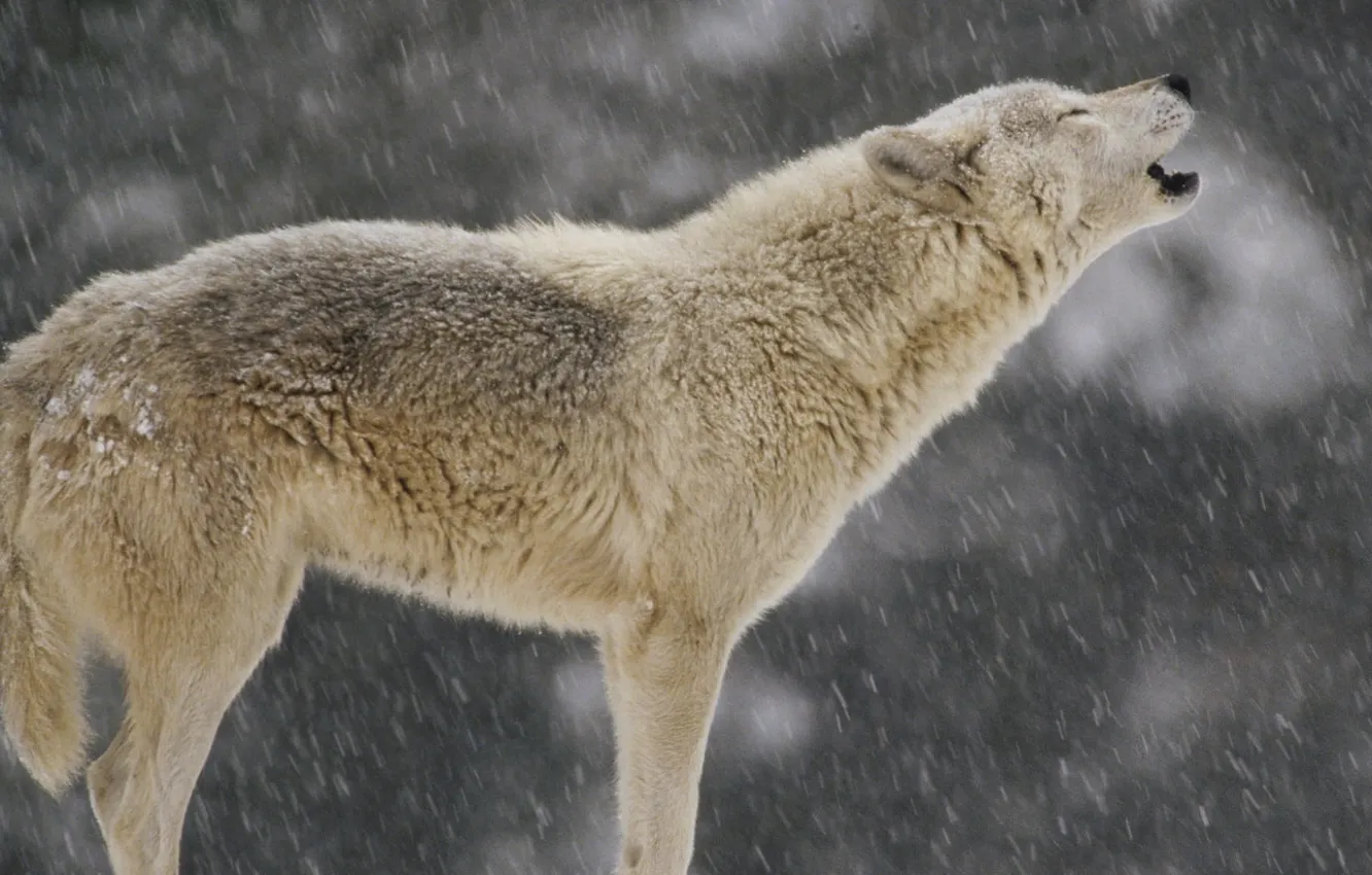 Фото обои North America, Animals, white wolf, Female Timber Wolf, Howling