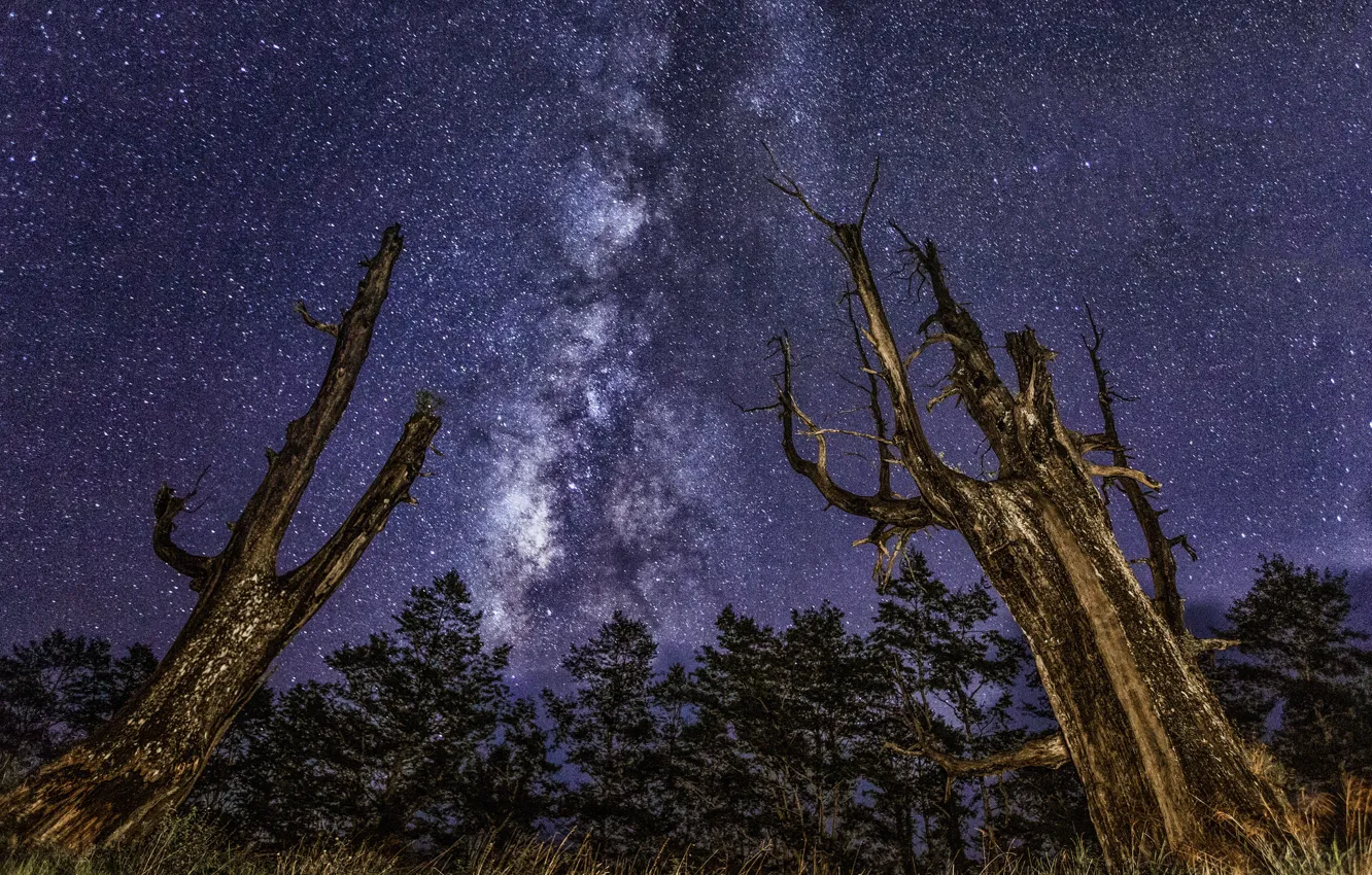 Фото обои космос, звезды, деревья, млечный путь
