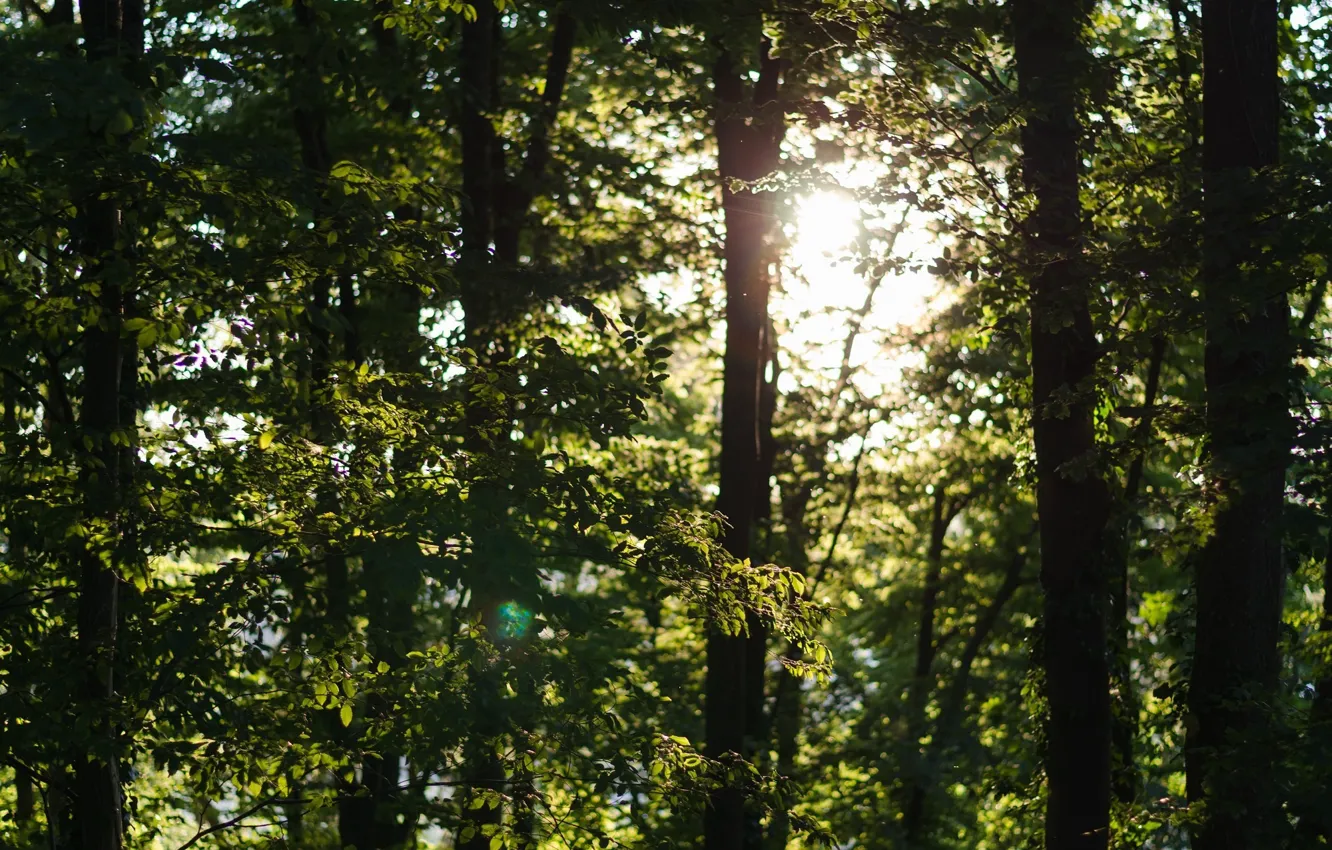 Фото обои зелень, лес, лето, солнце, свет, деревья, листва, день