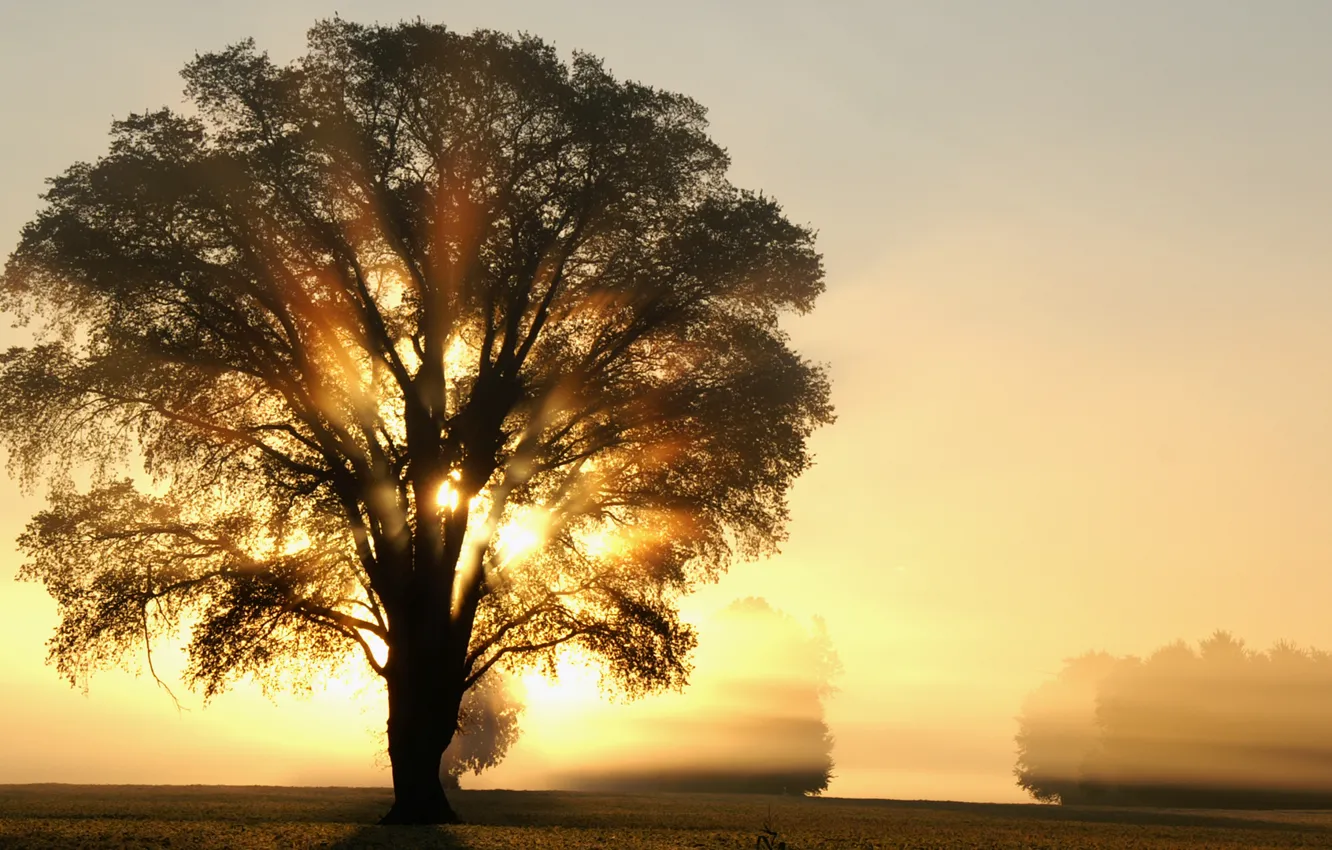 Фото обои light, trees, field, tree, rays, morning, sun