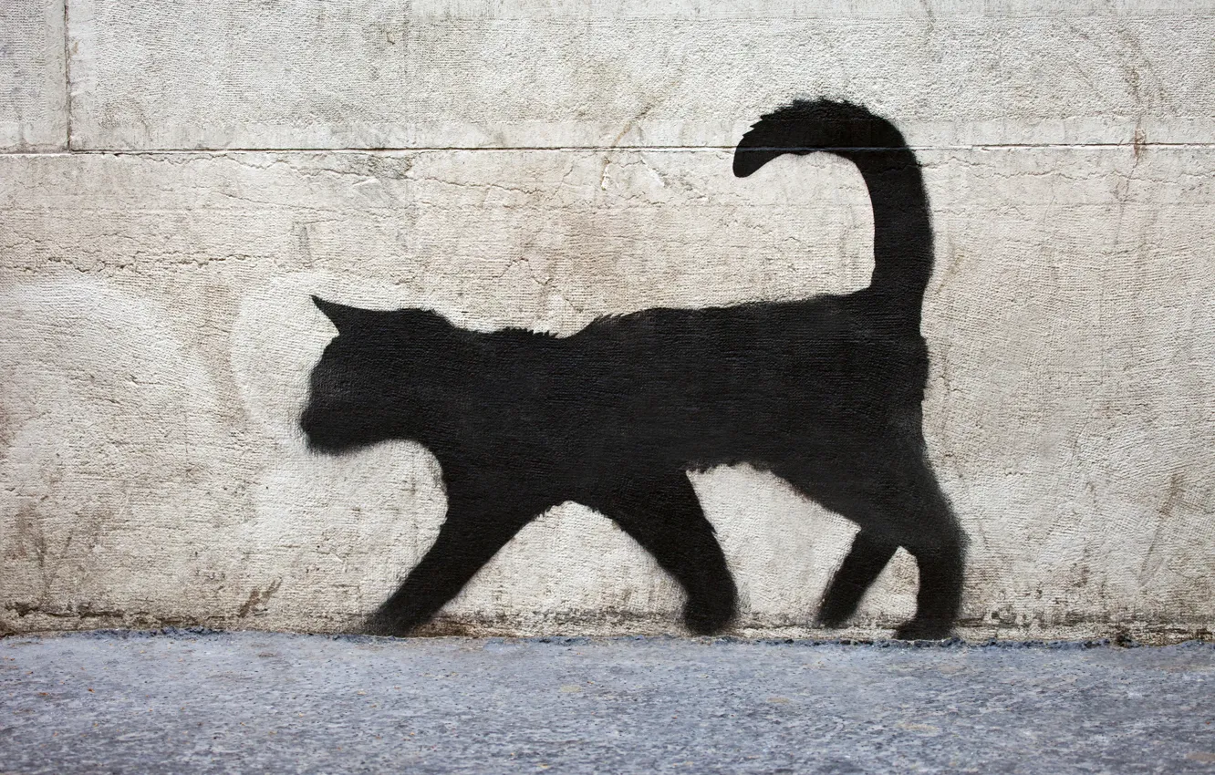 Фото обои поверхность, стена, граффити, текстура, черный кот, graffiti, кирпичная, black cat