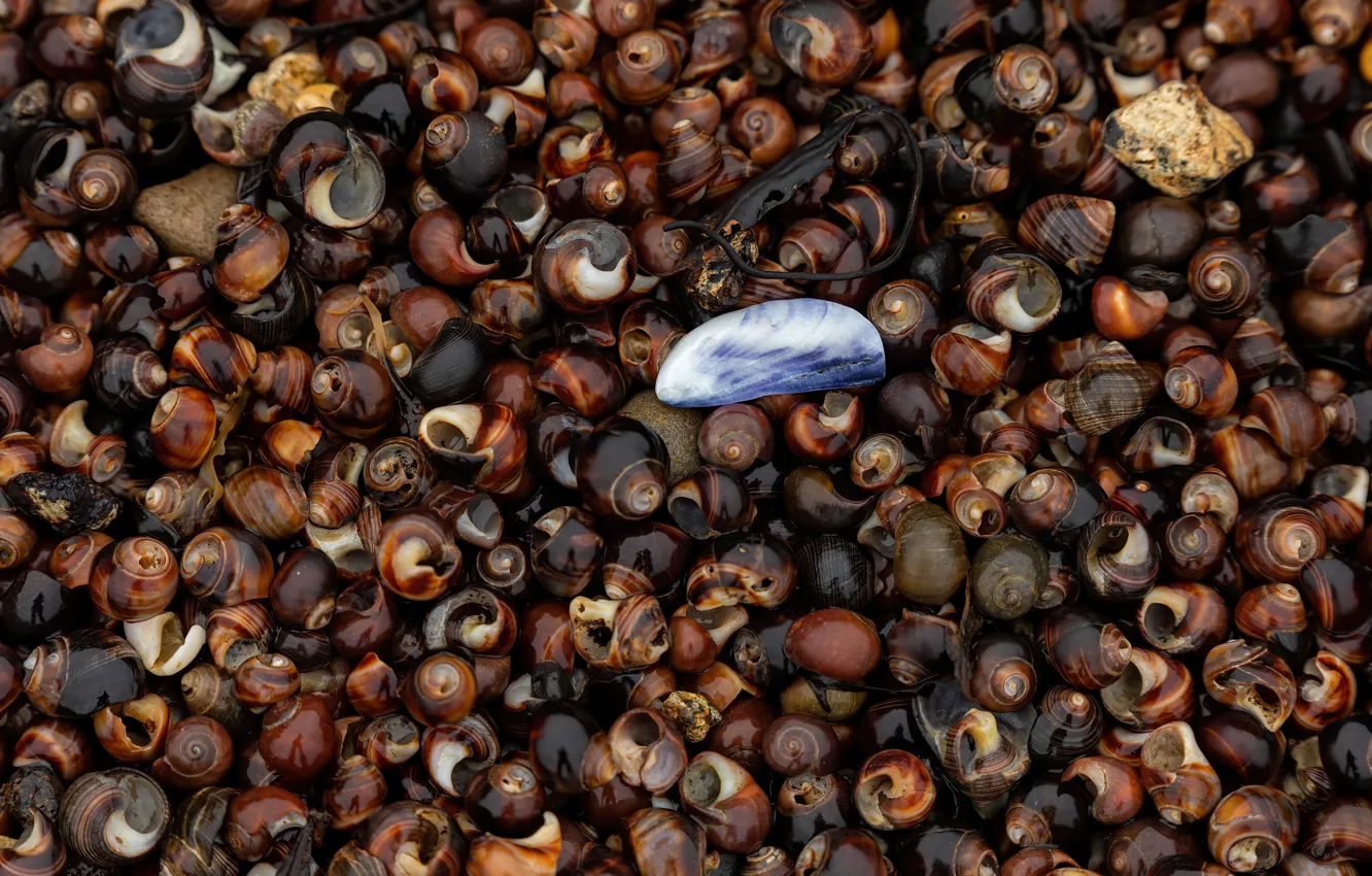 Коричневый шоколад. Коричневые сладости. Много коричневых. Много коричневых. Эстетика коричневого цвета.