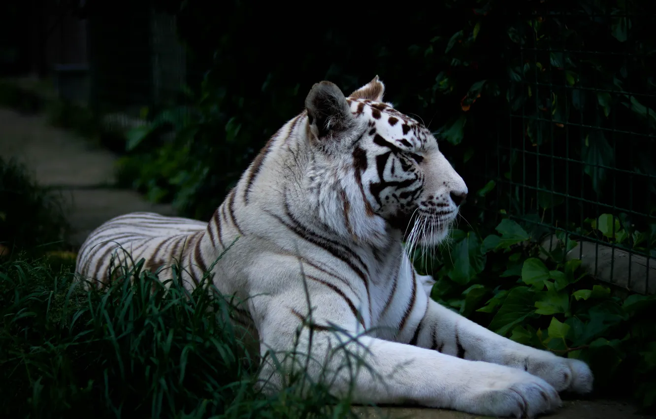 Фото обои белый, трава, тигр, темный фон, лежит, профиль, черный фон, тропинка