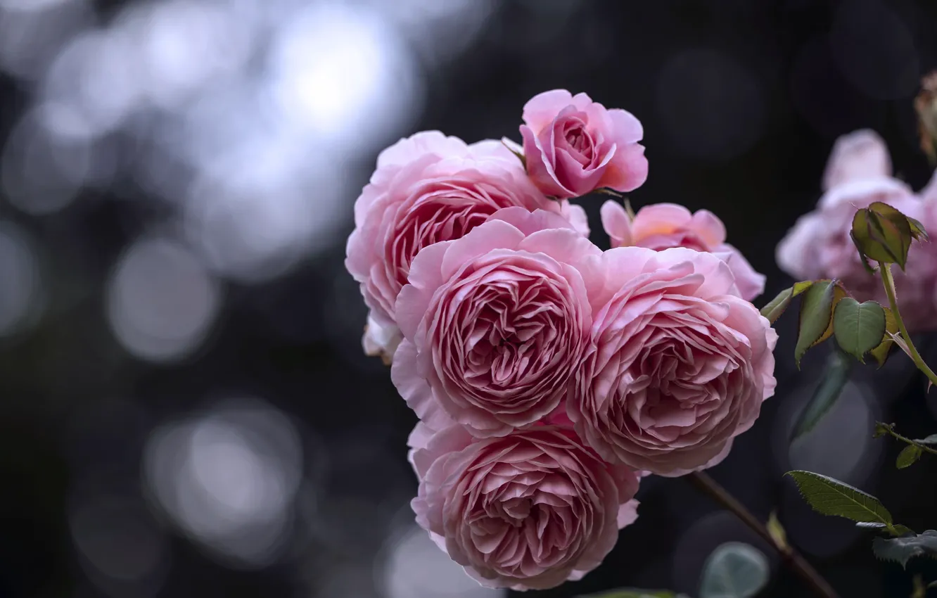 Фото обои цветы, куст, розы, лепестки, бутон, розовые
