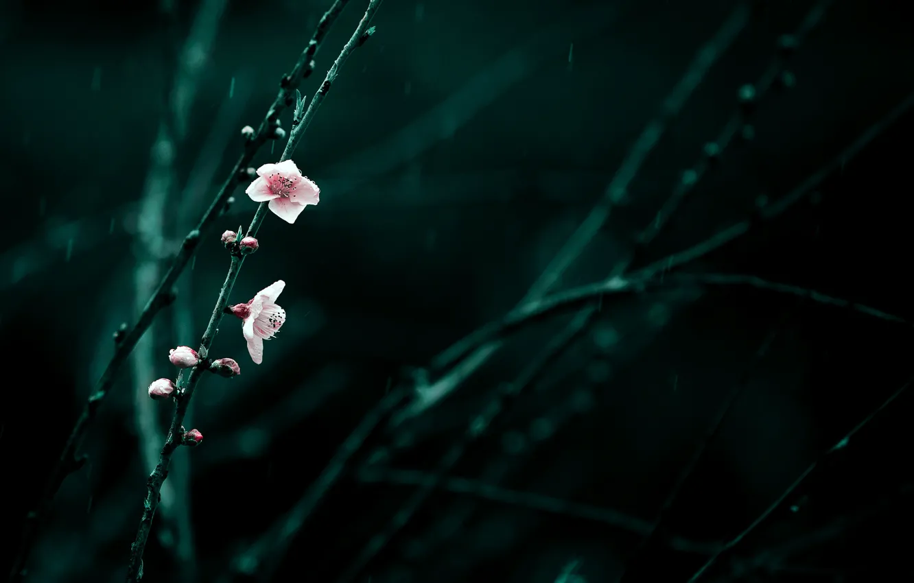 Фото обои цветы, ветки, вишня, дождь, весна, розовые, цветение