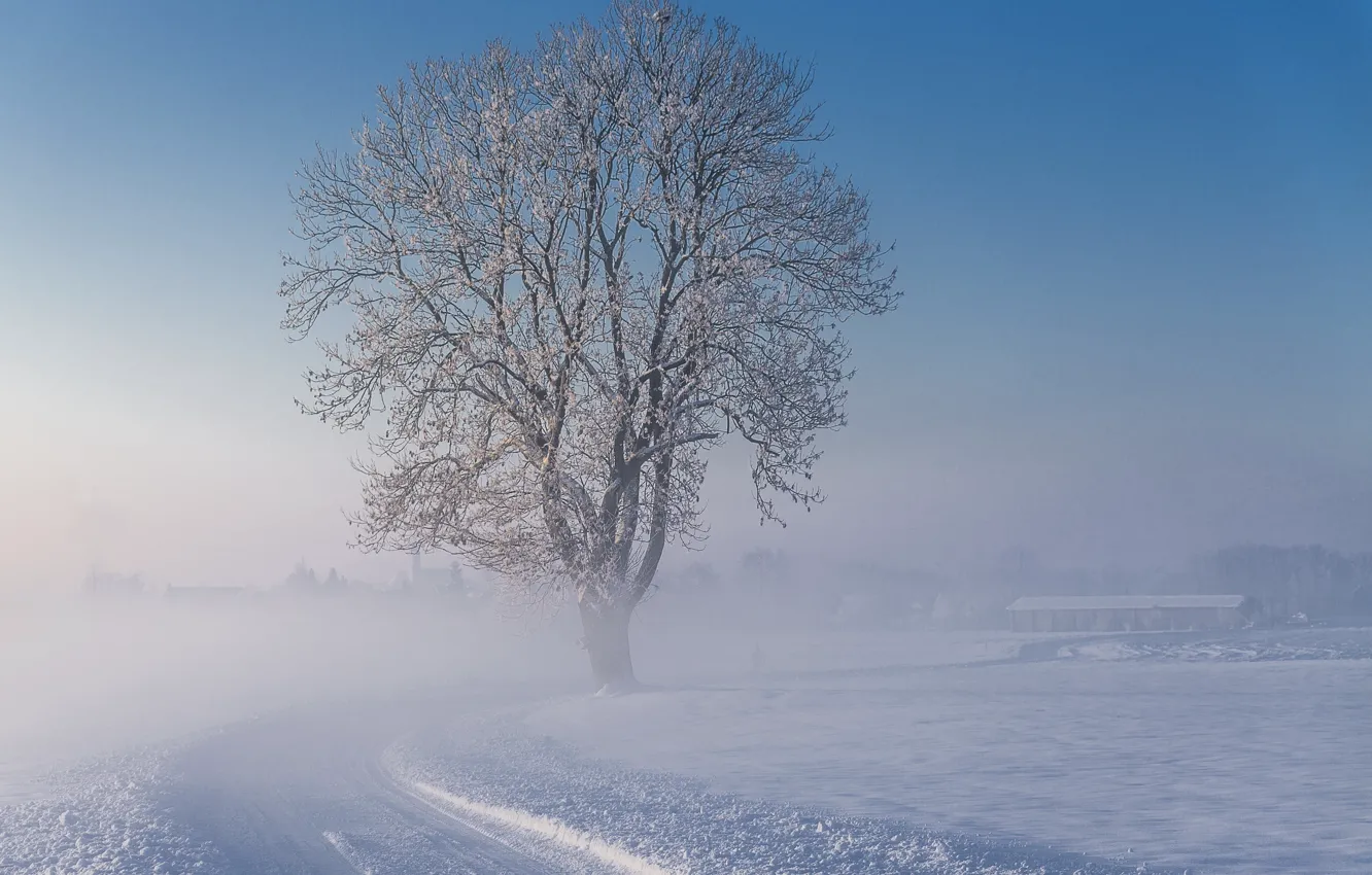 Фото обои зима, дорога, снег, туман, дерево, утро, морозно