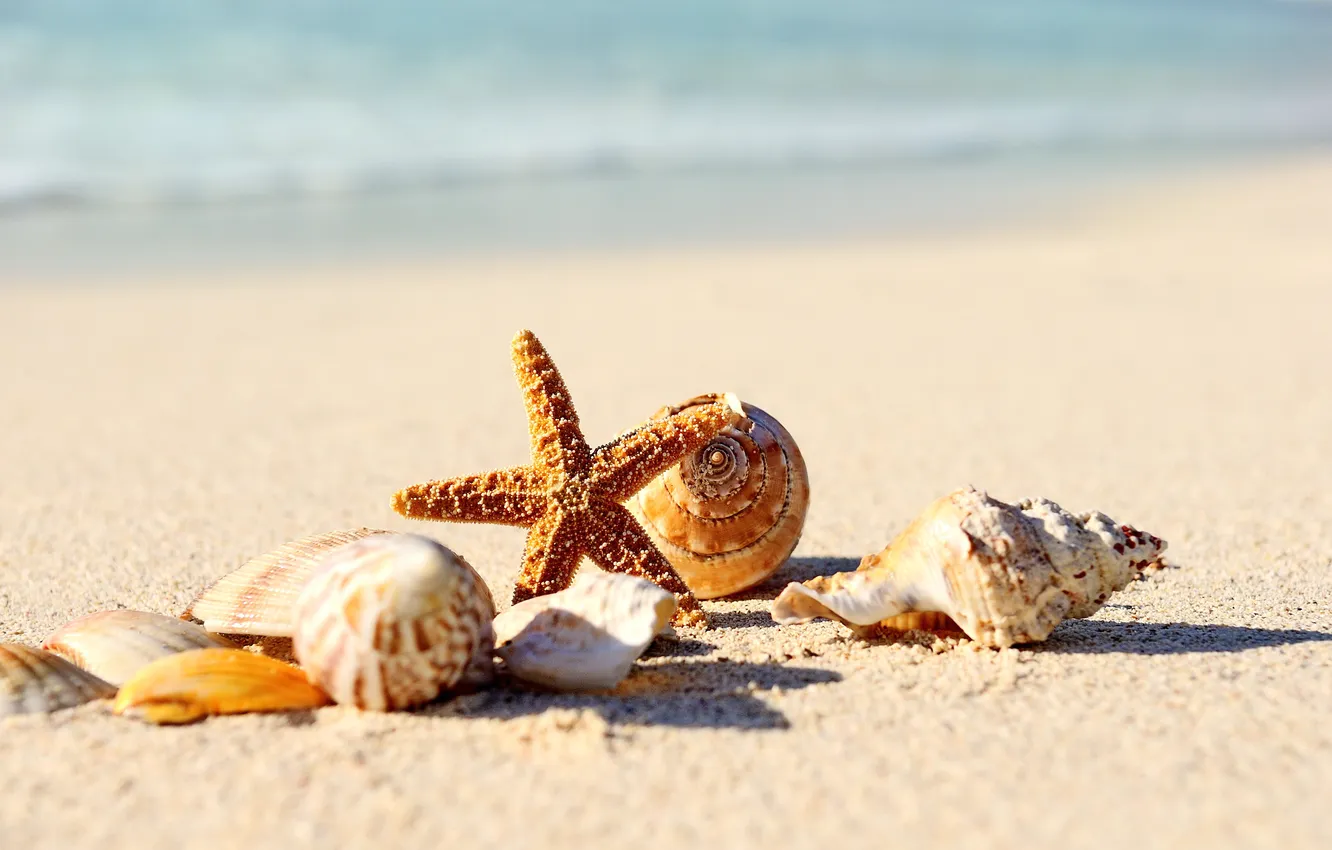 Фото обои песок, море, пляж, берег, ракушки, summer, beach, sea