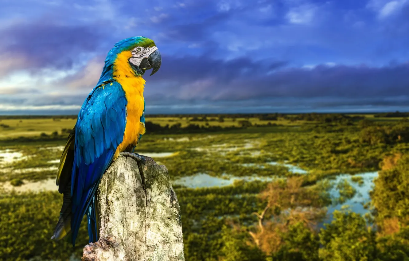 Фото обои птица, ветка, попугай, Сине-жёлтый ара