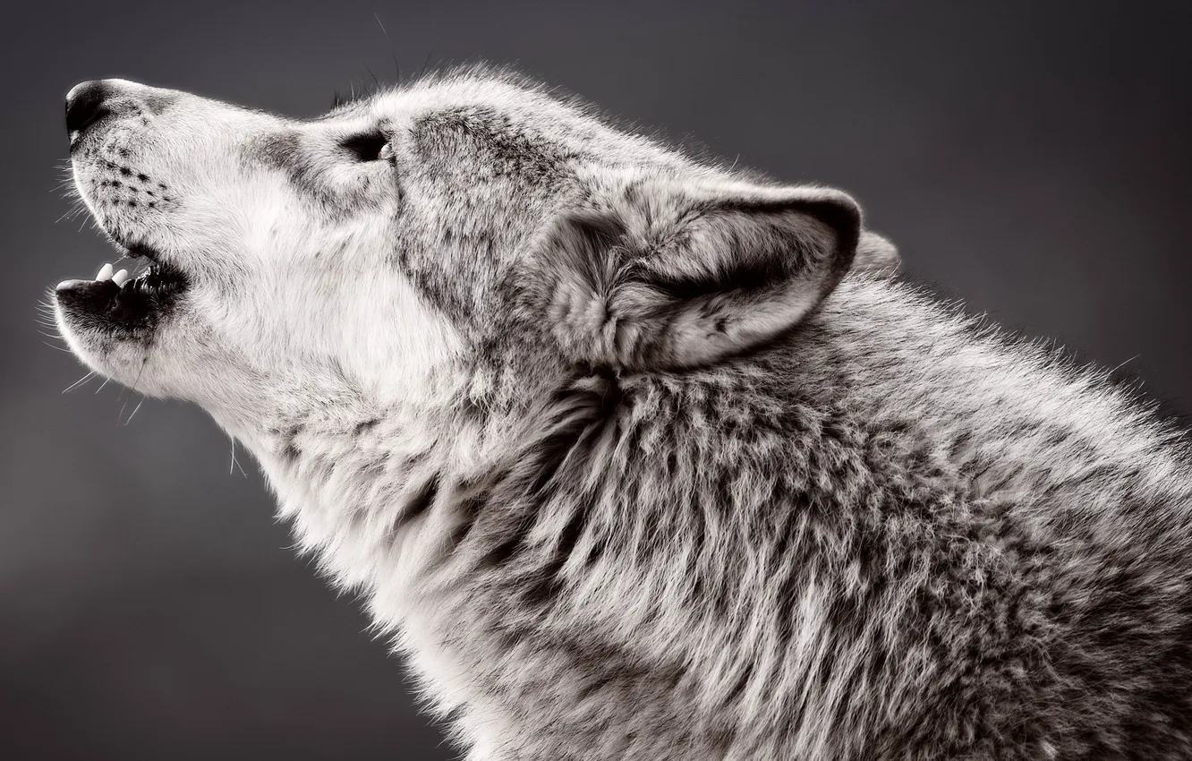 Фото обои волк, хищник, профиль, воет