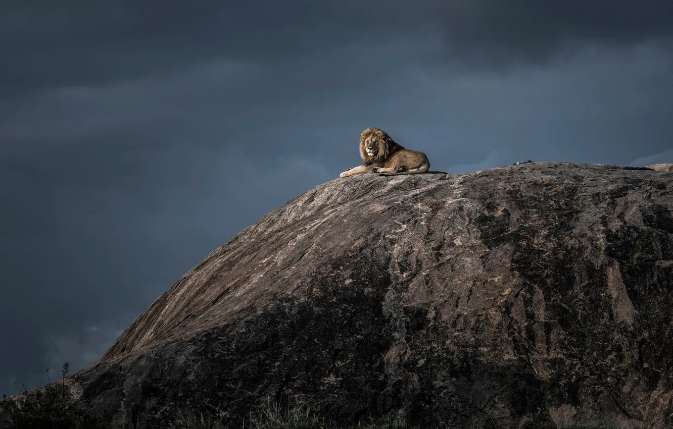 Фото обои гроза, небо, лев, царь, Король Лев, Tanzania, Серенгети, Serengeti National Park