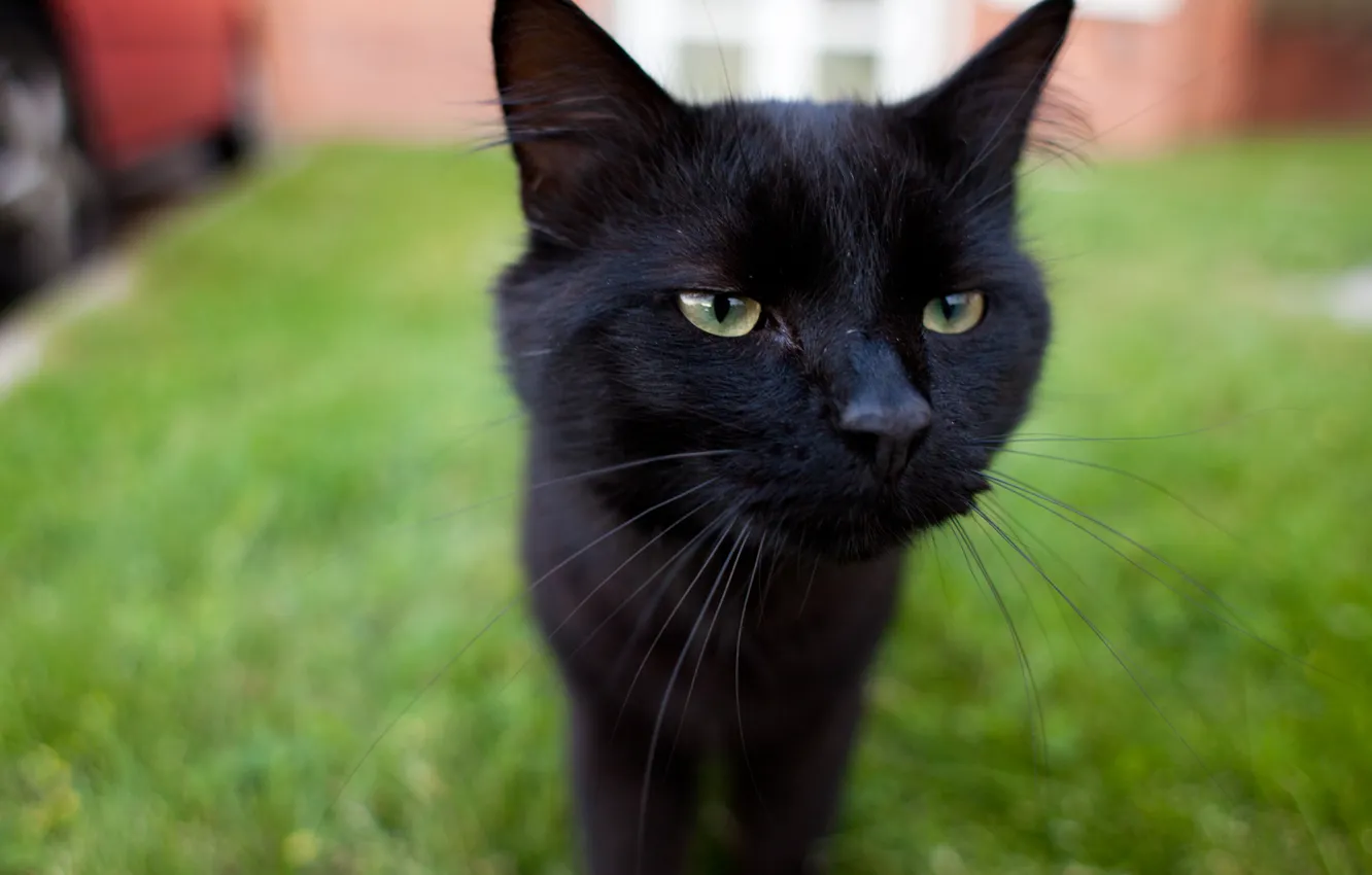 Фото обои кот, усы, морда, чёрный, Kym Ellis photography