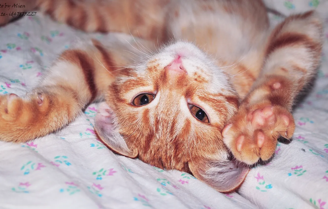 Фото обои кошка, кот, животное, рыжий кот