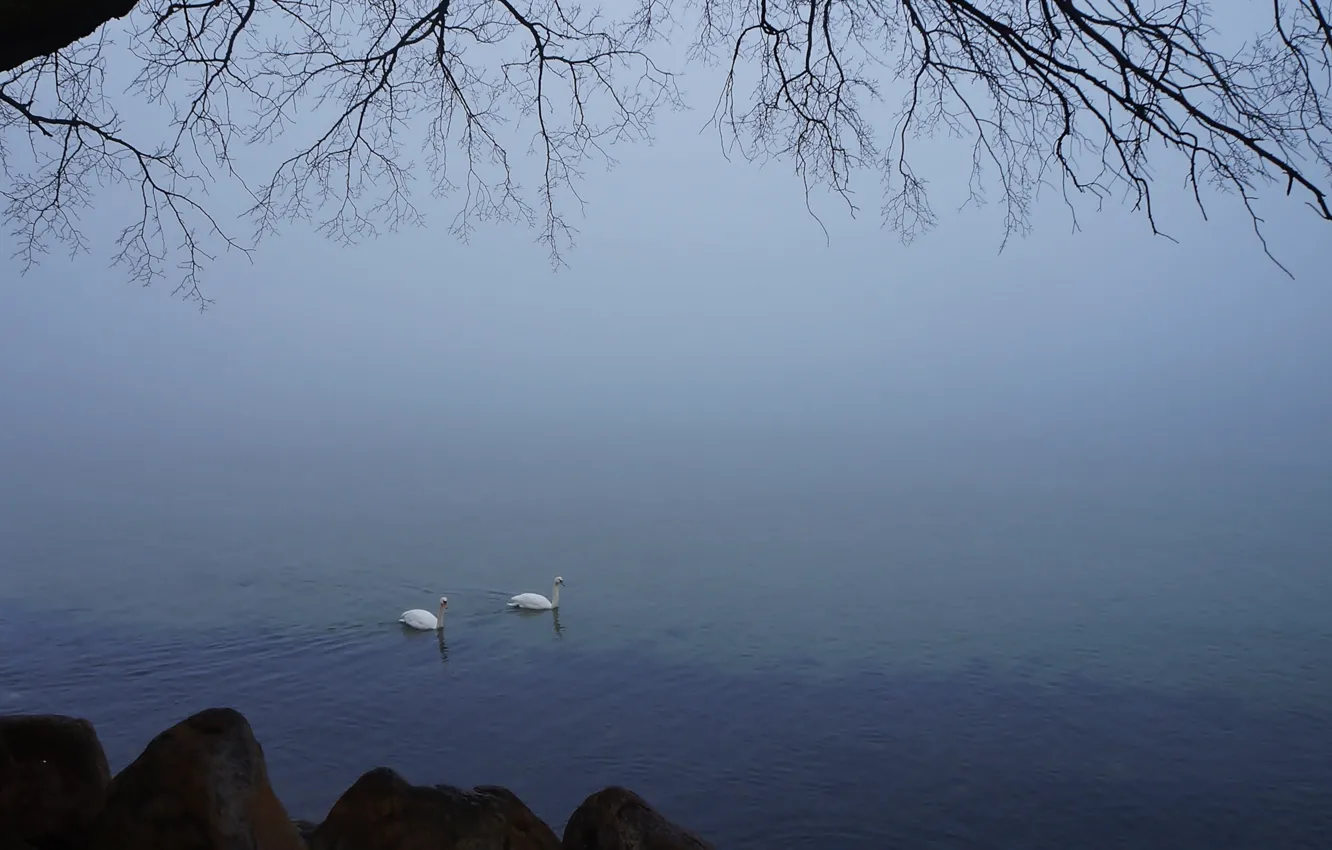 Фото обои white, swan, bird, water, lake, swim