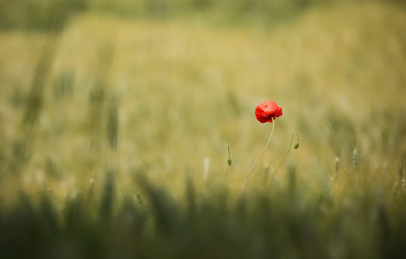 Фото обои поле, цветок, лето, красный, природа, поляна, один, мак