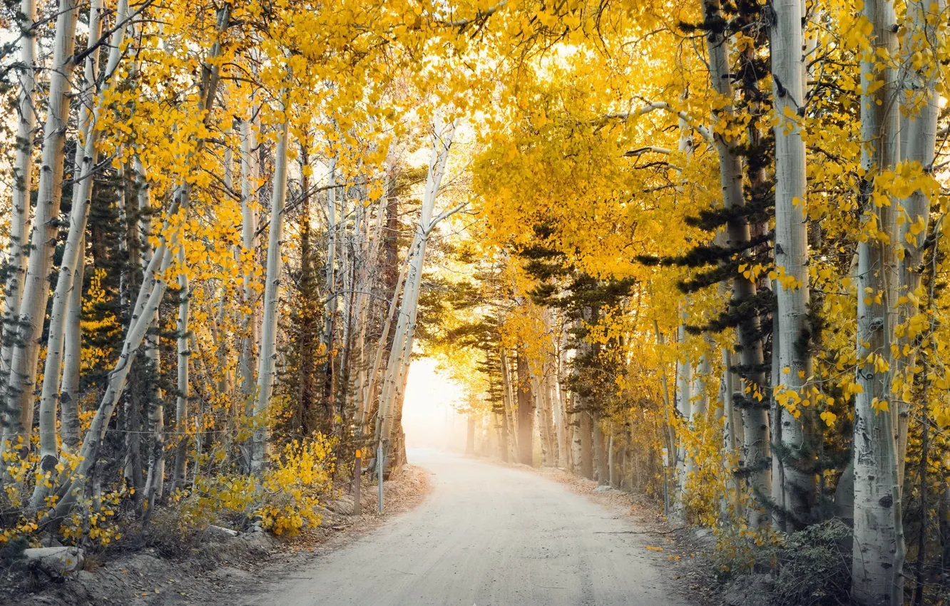 Фото обои дорога, осень, деревья