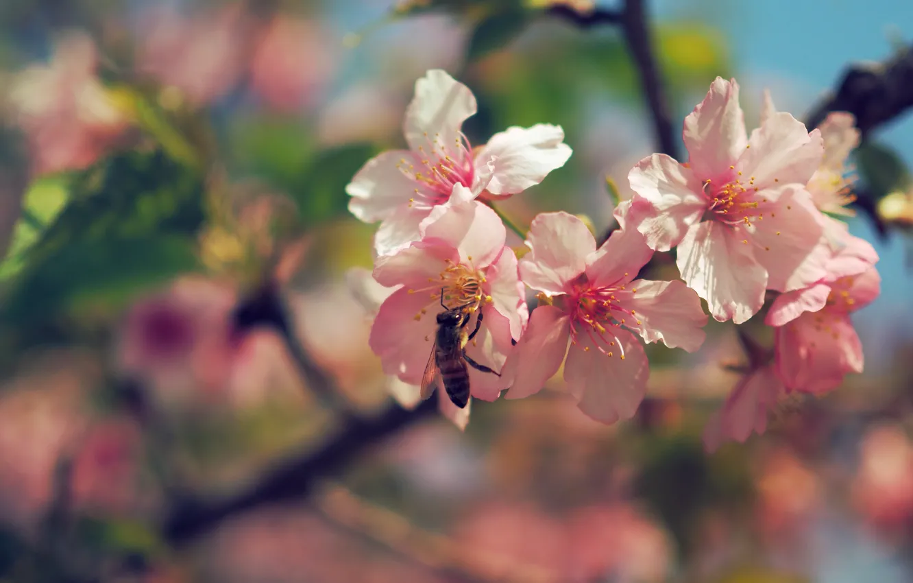 Фото обои цветы, ветки, пчела, весна, сакура, розовые, цветение, боке