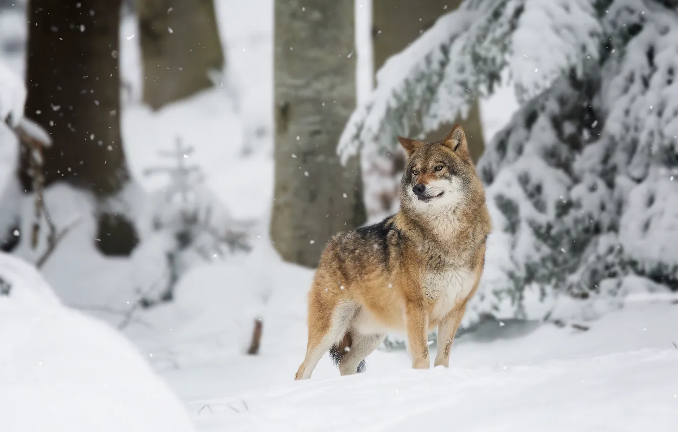 Фото обои зима, лес, снег, волк