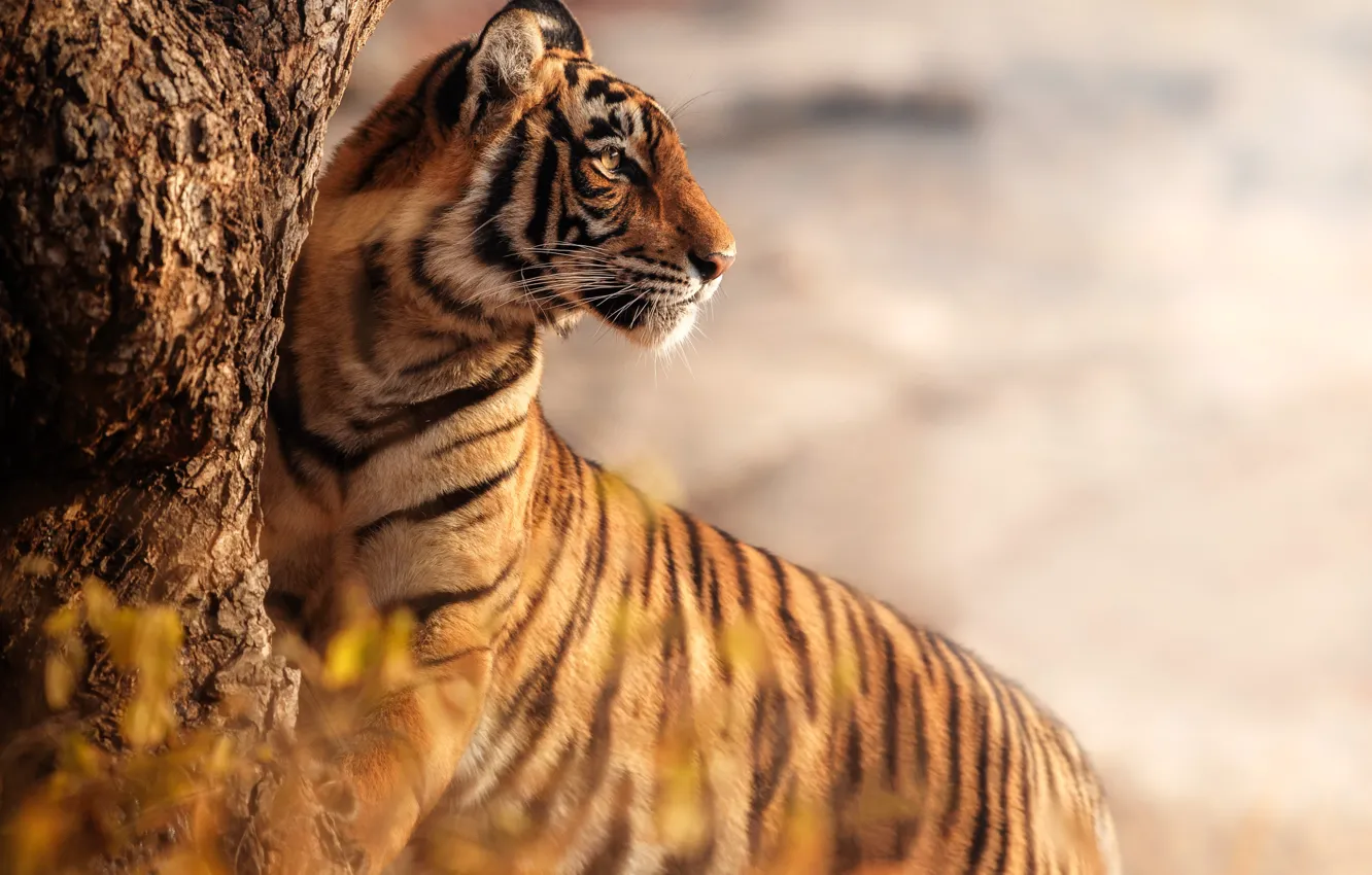 Фото обои природа, тигр, nature, tiger, bengal tiger, бенгальский тигр, бенгальские тигры, 2022