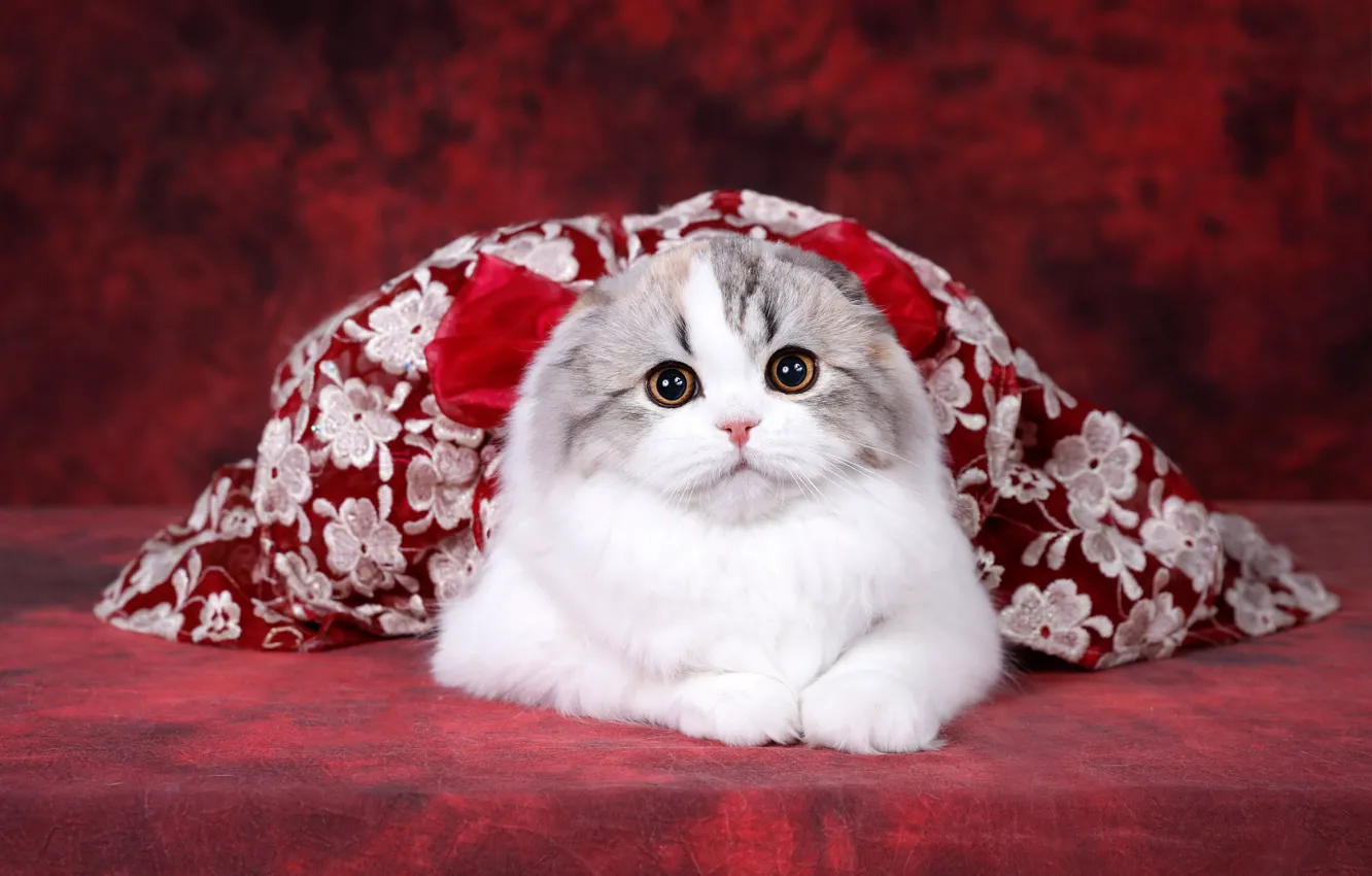 Фото обои кошка, взгляд, поза, котенок, фон, платье, вислоухий, мордочка