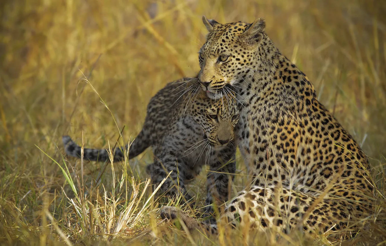 Фото обои трава, семья, леопард, пара, ласка, детеныш, два, леопарды