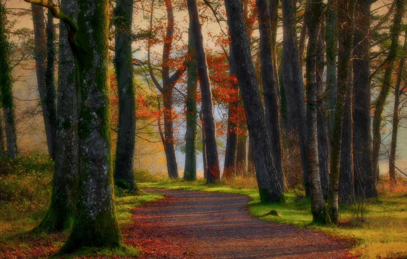 Фото обои осень, лес, листья, солнце, деревья, парк, тень, дорожка