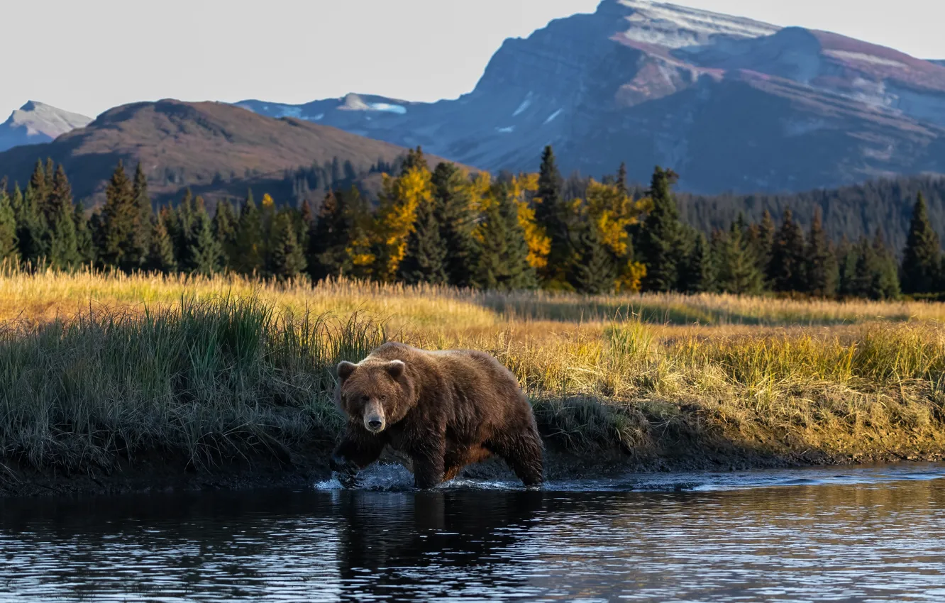 Фото обои лес, берег, медведь, водоем