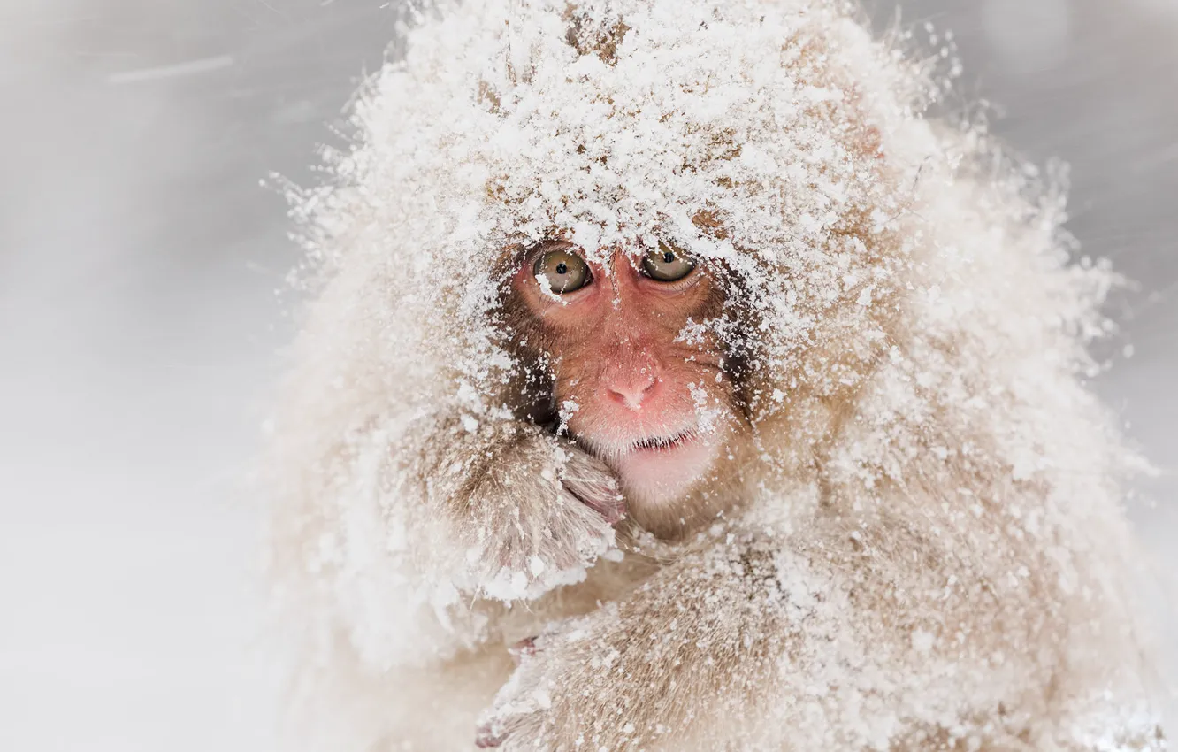 Фото обои зима, взгляд, морда, снег, обезьяна, метель, детеныш, снегопад