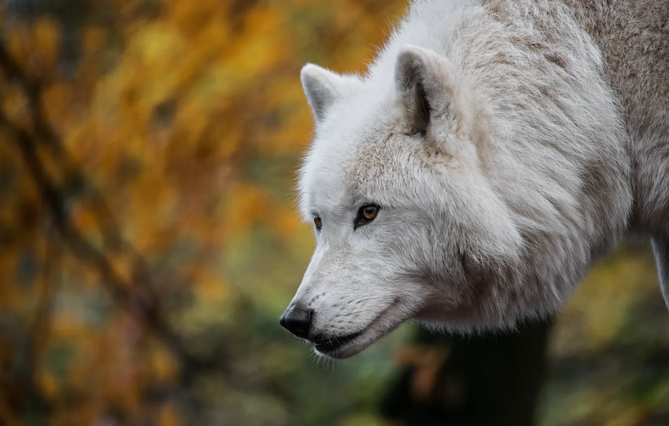 Фото обои морда, волк, боке, Арктический волк, Полярный волк