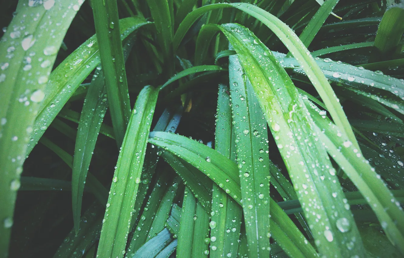 Фото обои капли, макро, природа, зеленый, растение, капля, после дождя