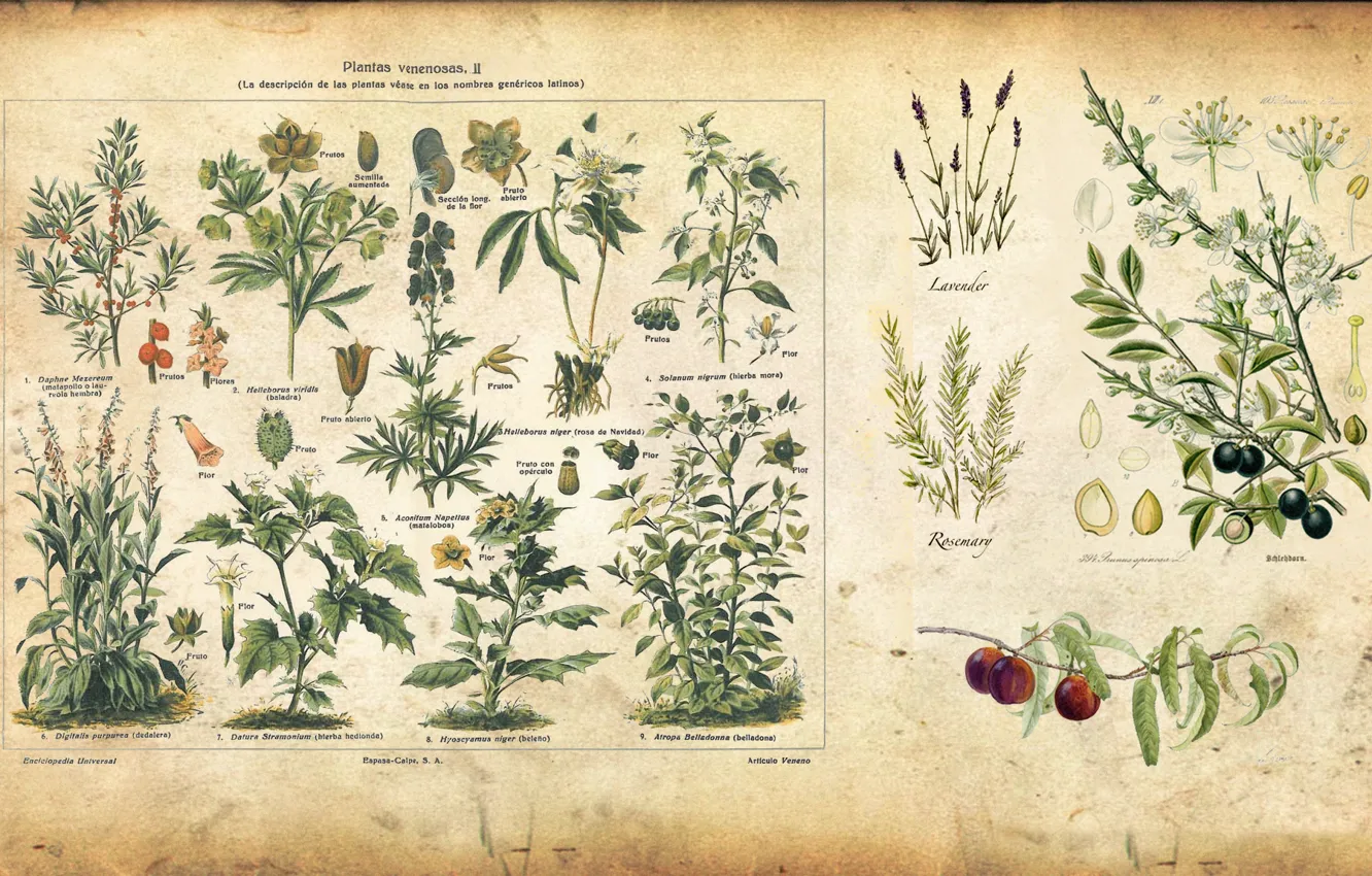Фото обои растения, vintage, иллюстрация, illustration, spice